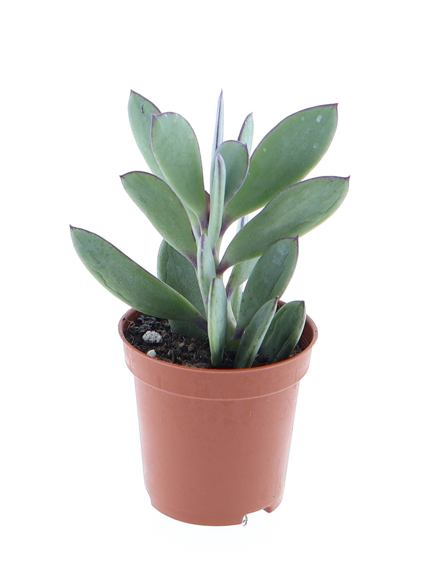 Senecio crasissimus, D 5,5 cm