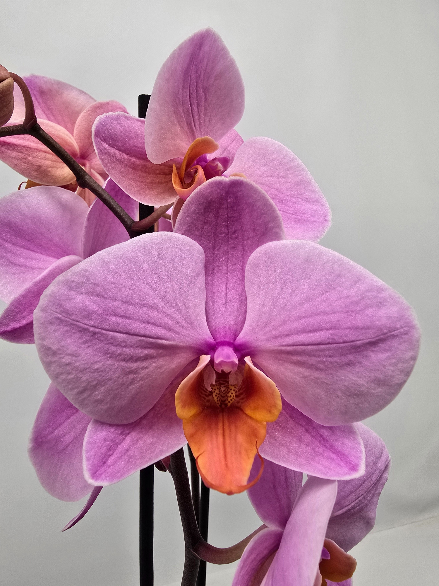 Limited 06 week 5, D 12