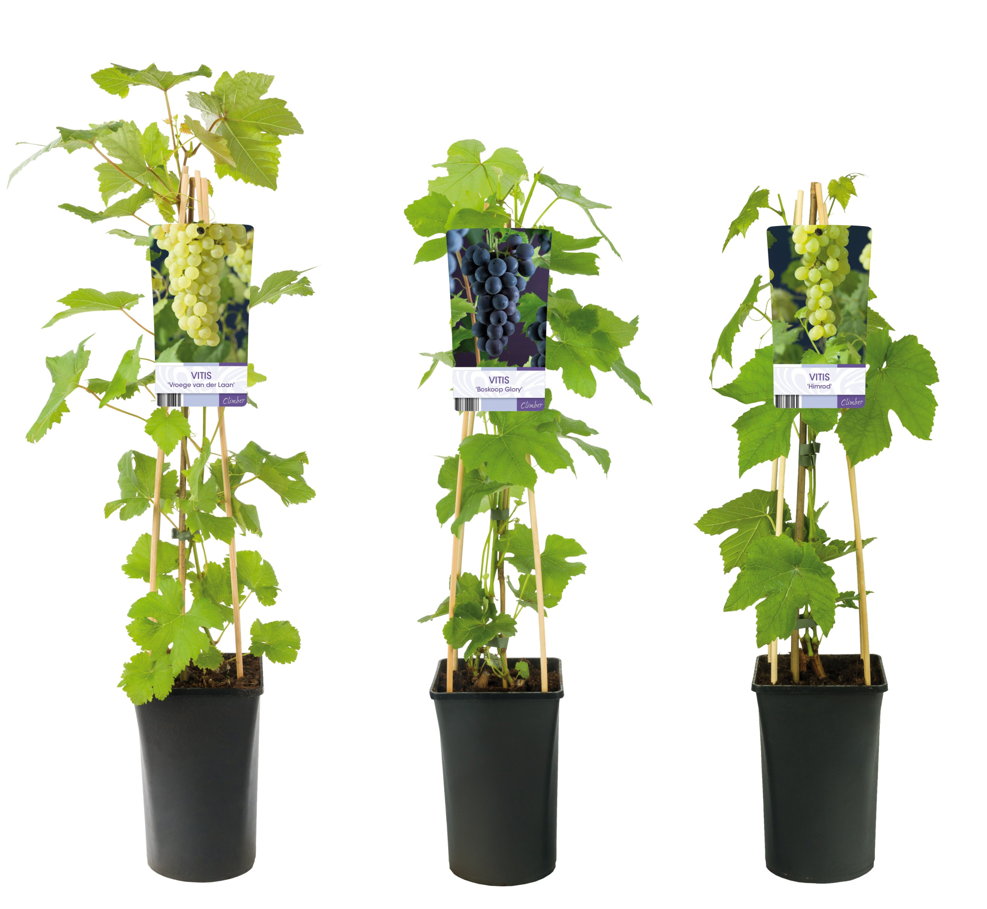 Mixtray Fruit, grapes +light label, D 17 cm