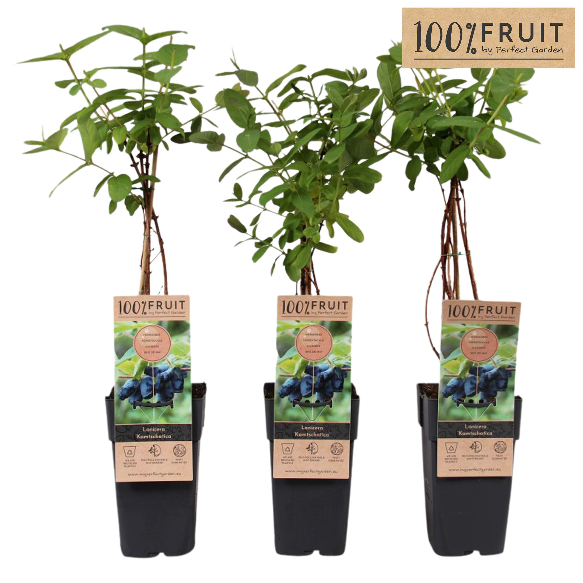 Lonicera Kamtschatica P15, D 15 cm