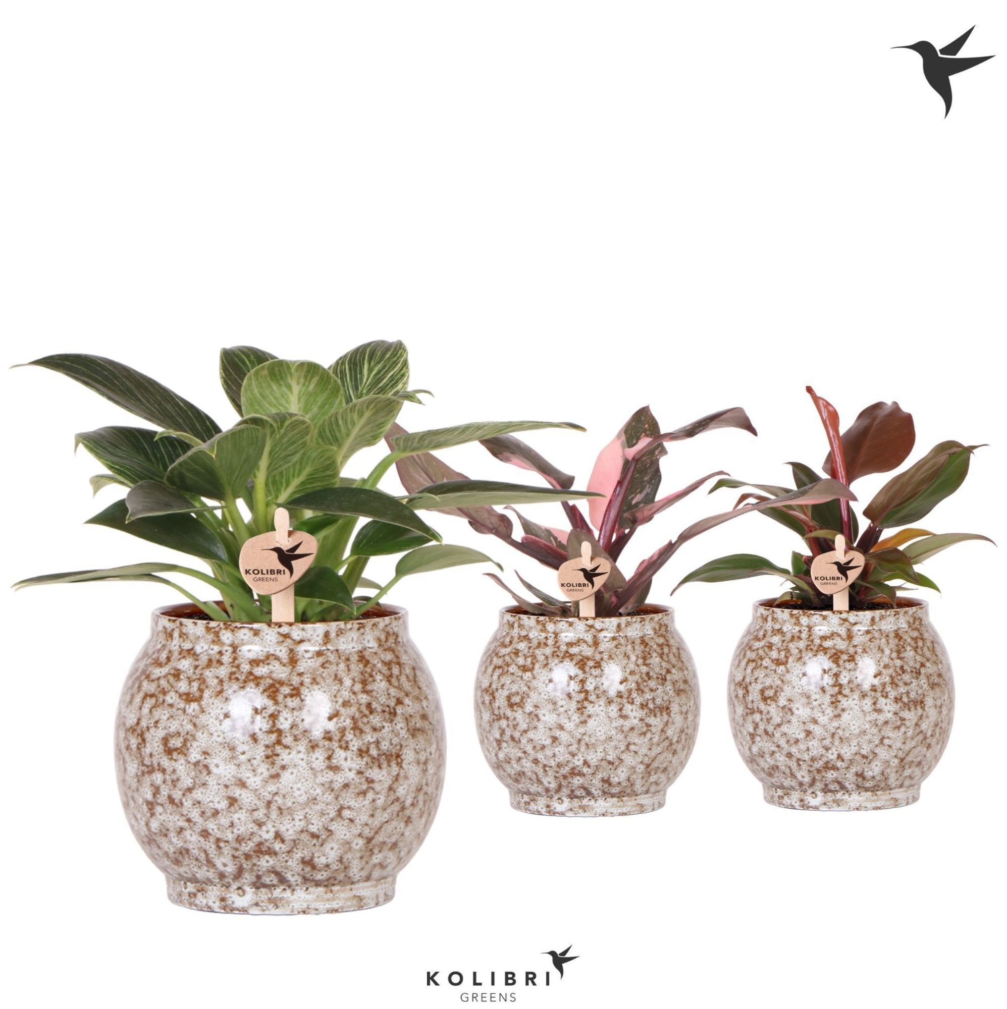 Kolibri Greens Philodendron mix in Safari pot, D 9