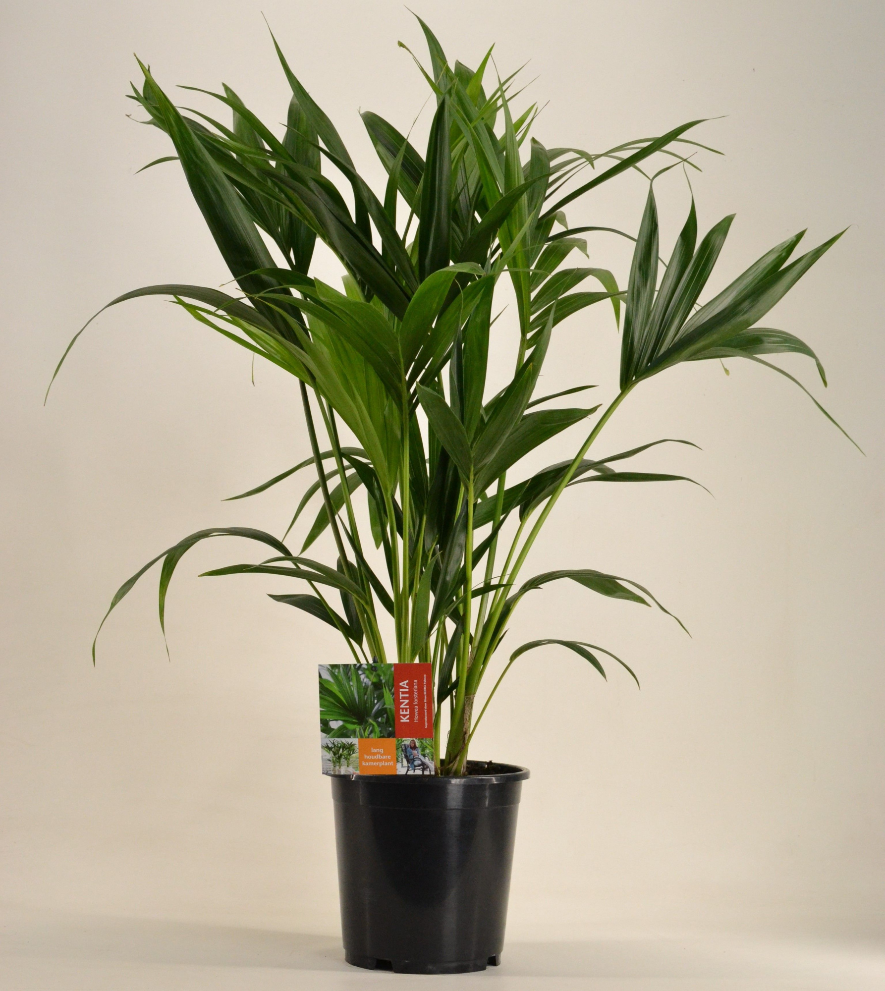 KENTIA - P21 H90 - 6PP (Howea forsteriana), D 21