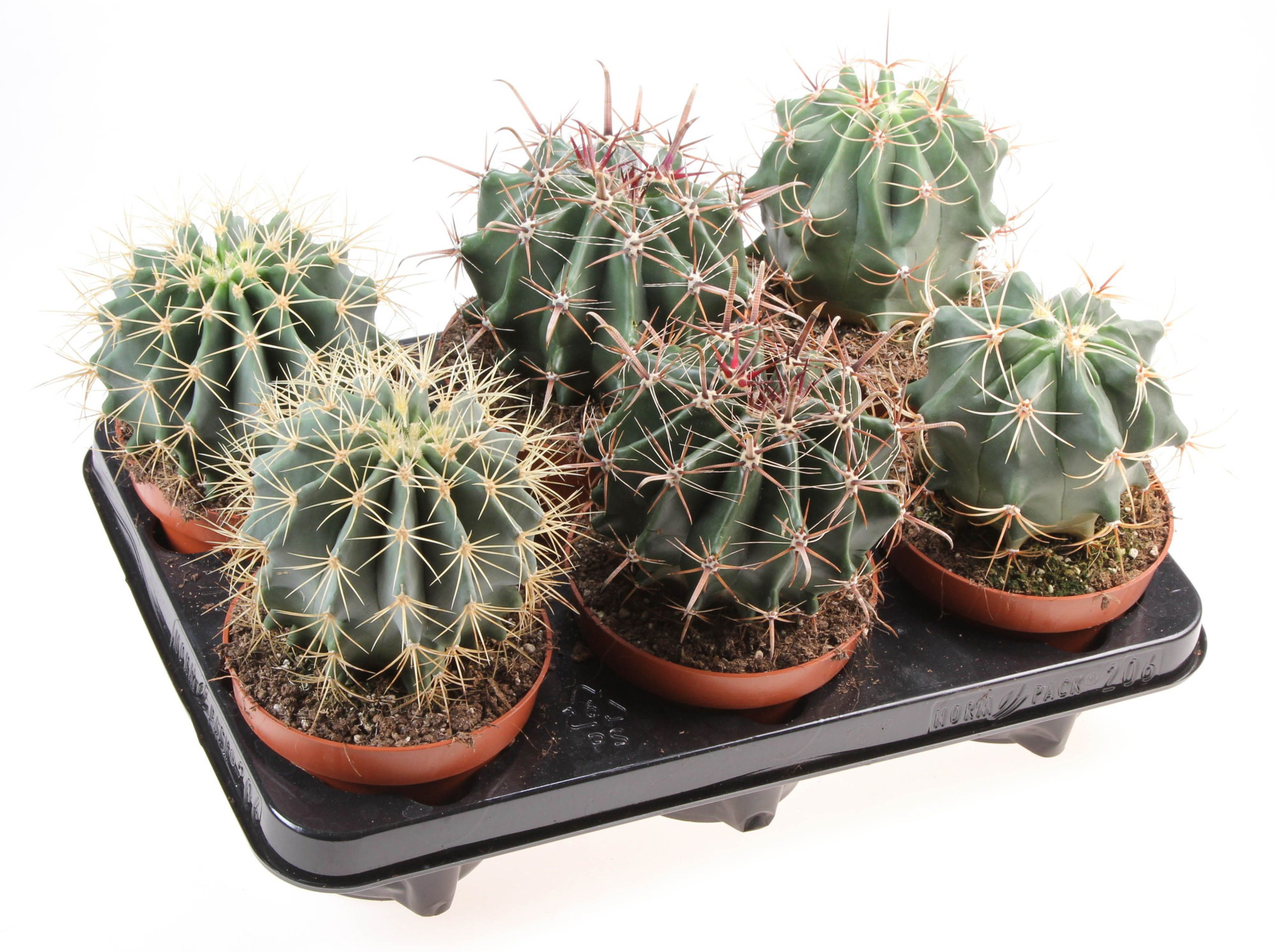 Ferocactus mix, D 12