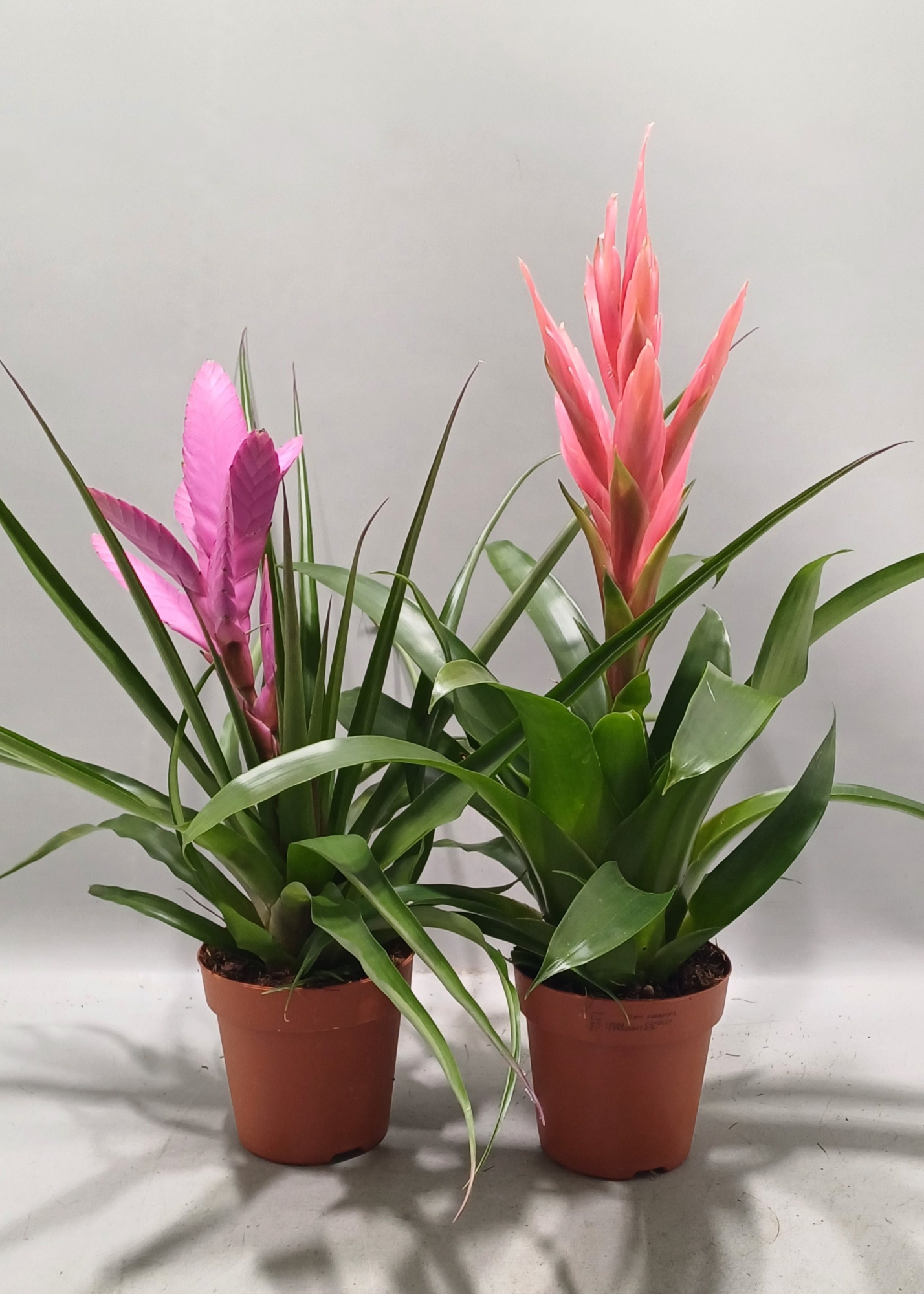 Tillandsia gemengd (Met Hoes), D 12