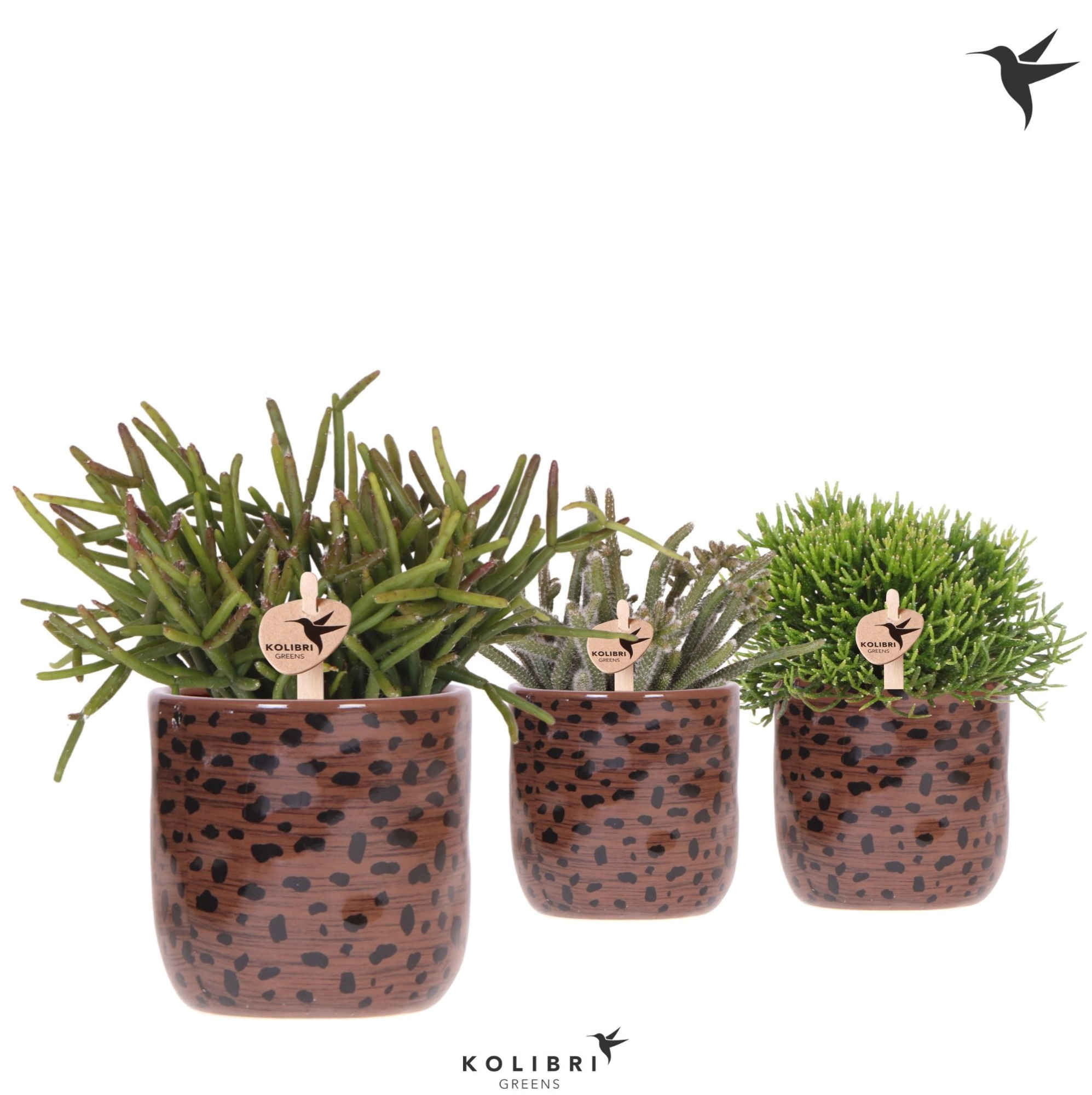 Kolibri Greens Rhipsalis mix in Leopard pot, D 9 cm