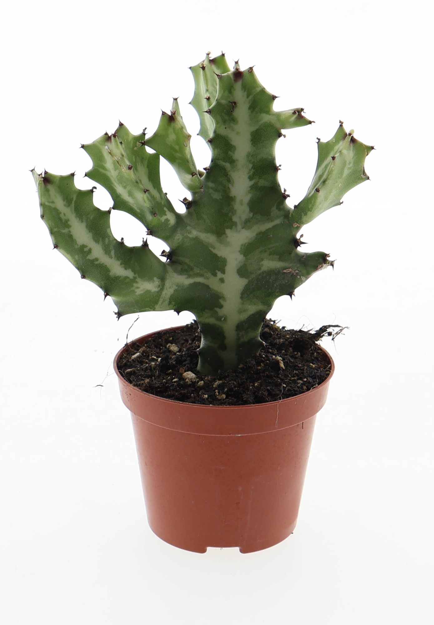 Euphorbia lactea, D 8,5