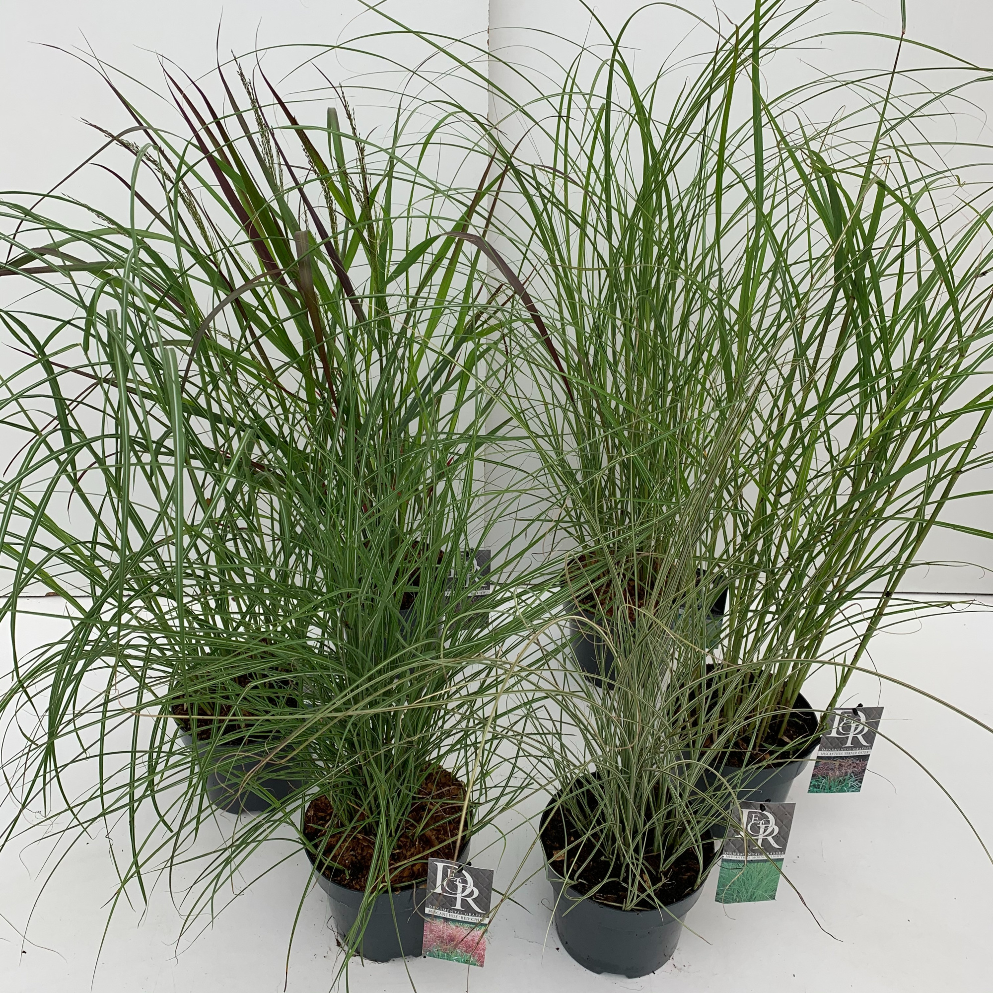 Siergras mix, D 19 cm