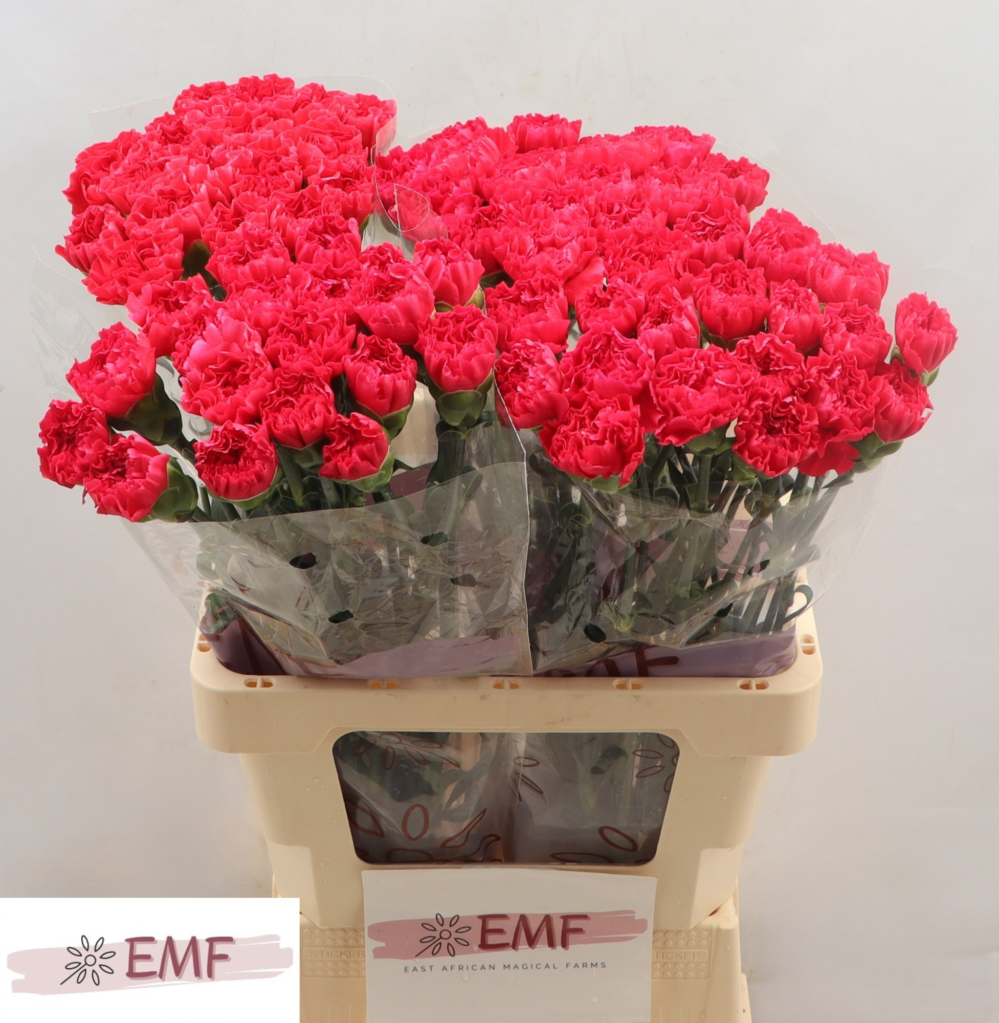 Диантус од. Бизет, шт.