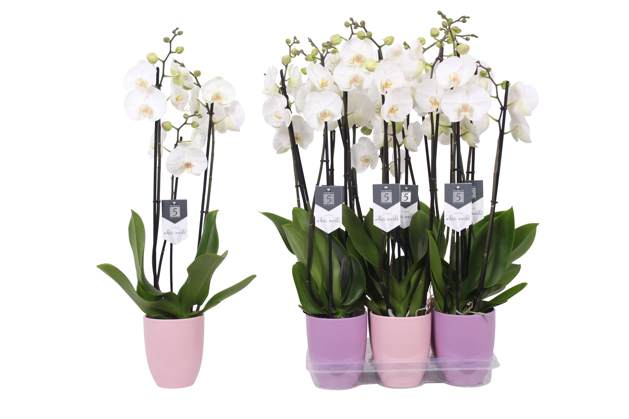 Phalaenopsis White World, 3-spike Lilac and Pink Ceramics, D 12 cm