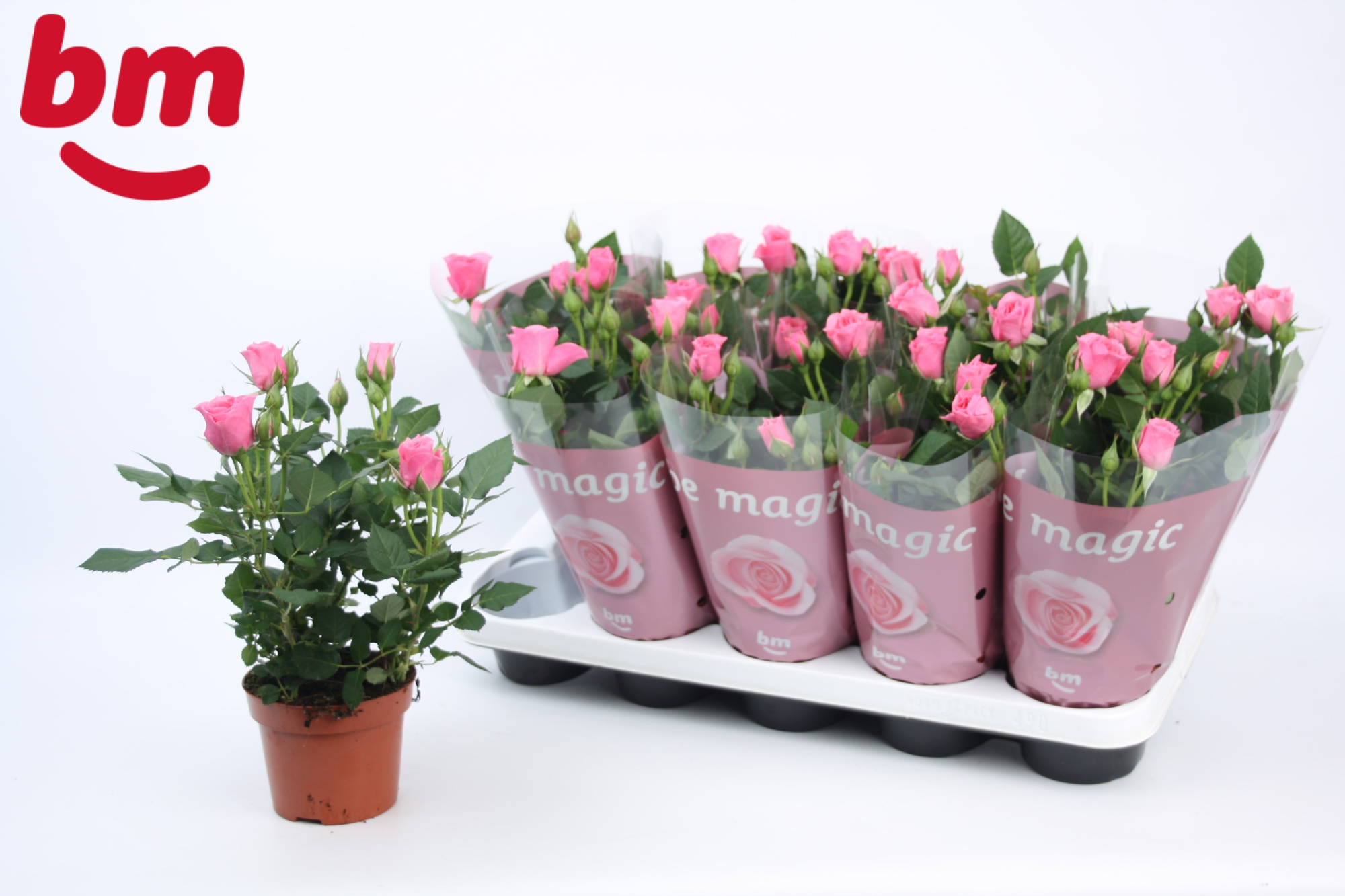 Rosa Dark Pink Beau Monde (12 cm), D 12 cm