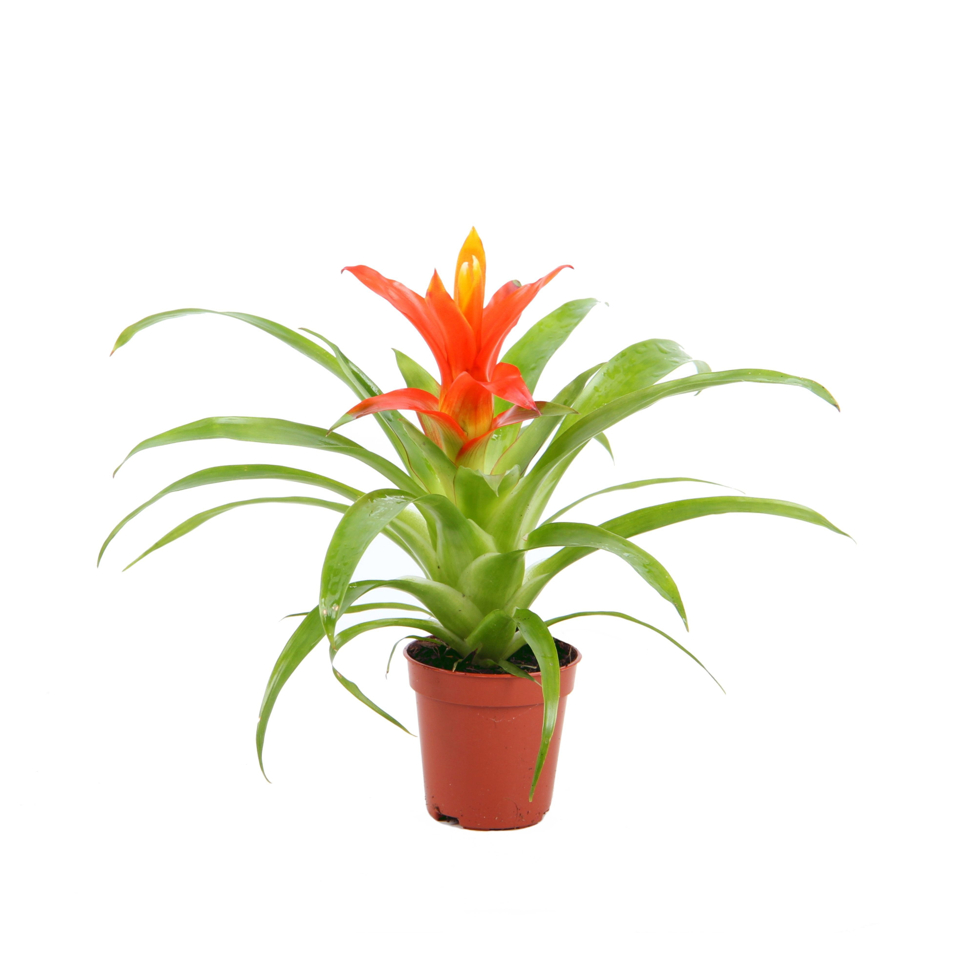 Guzmania Ritmo, D 5,5 cm