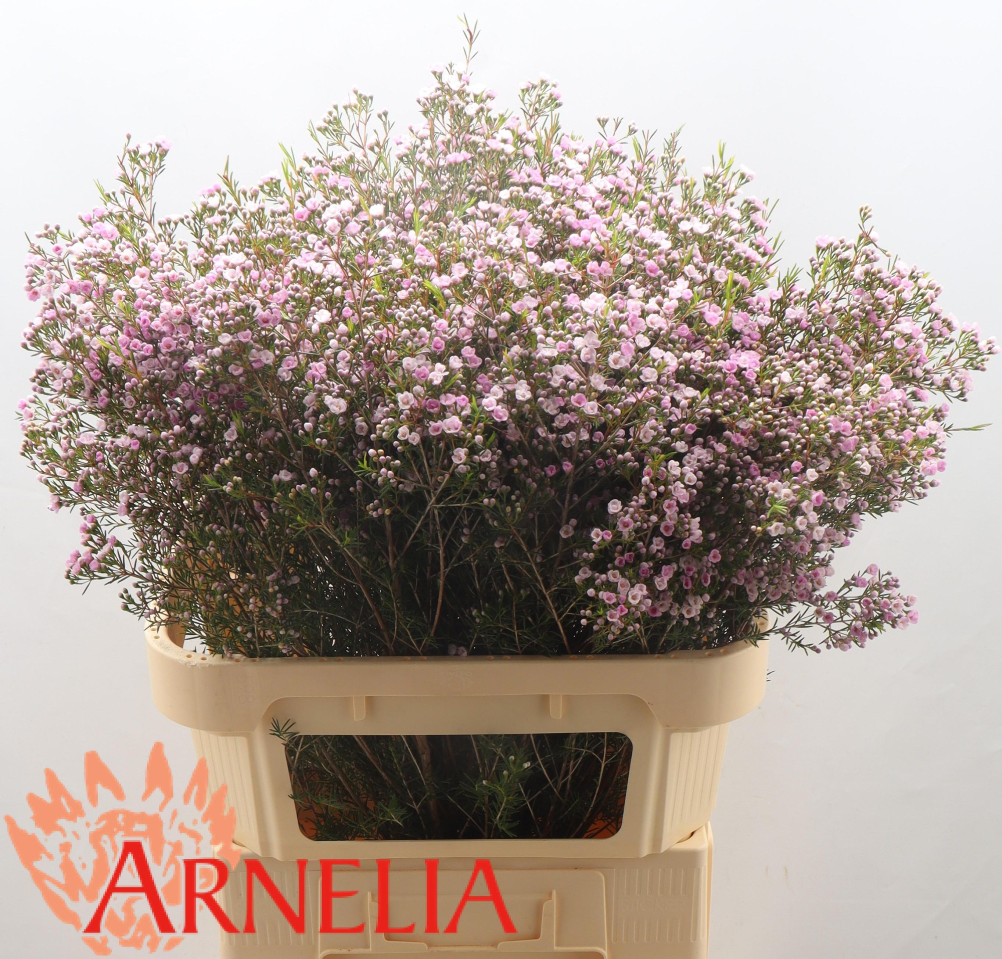 Шамелациум Пируэт 80, шт.