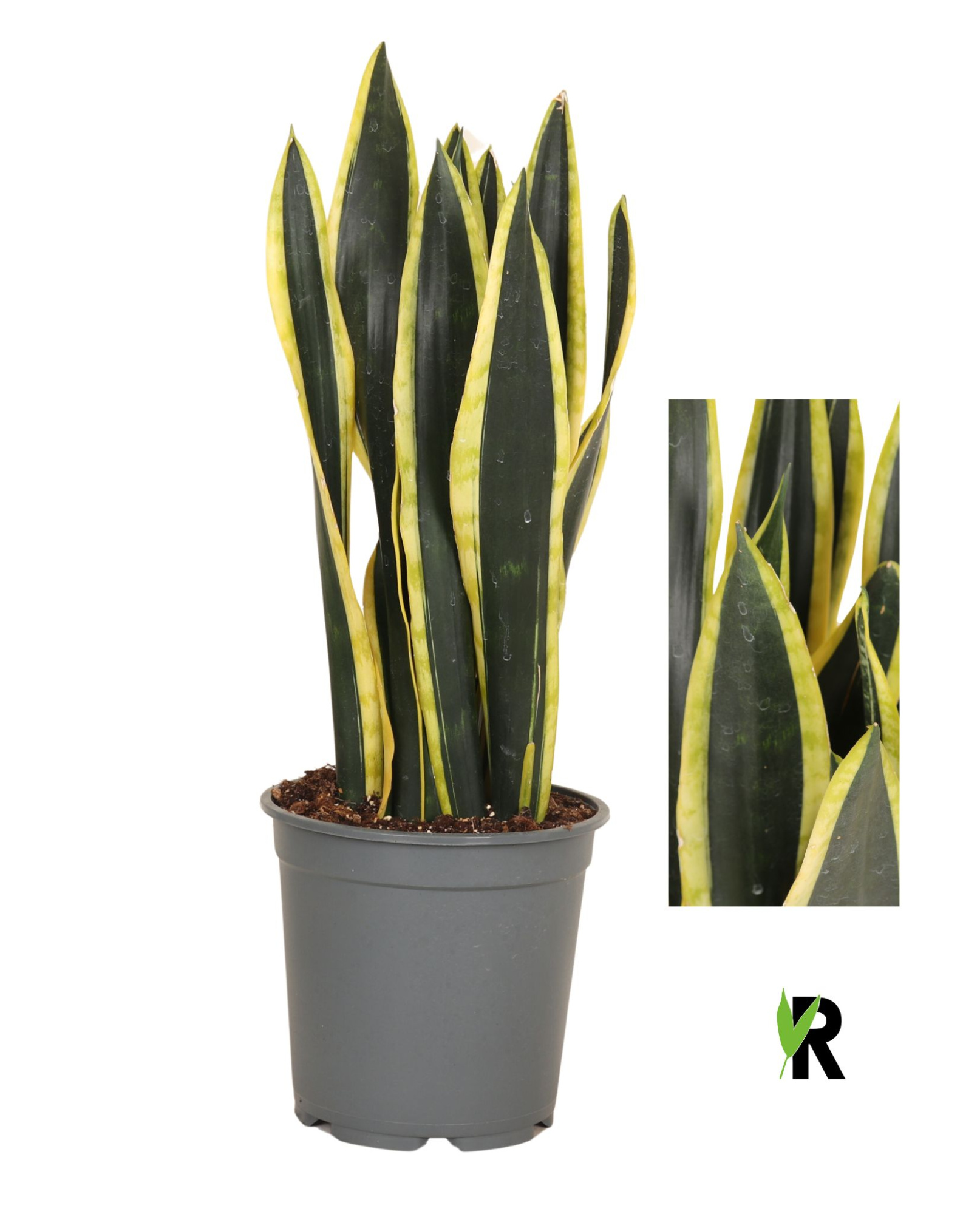 Sansevieria Orient Night, D 21 cm