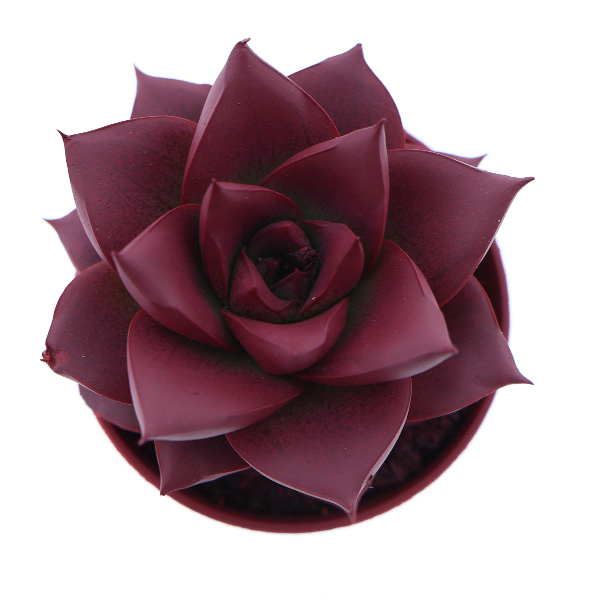 Rainbow purper bordeaux red, D 5,5