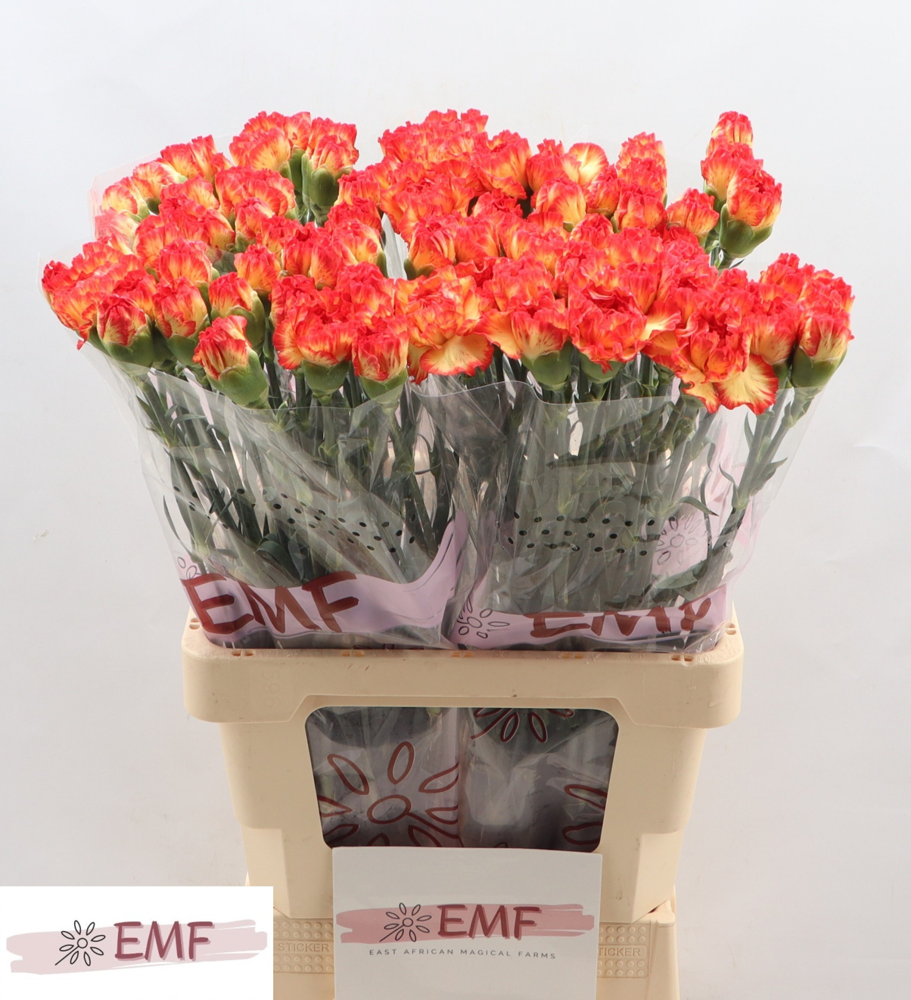 Диантус од. Зенит, шт.