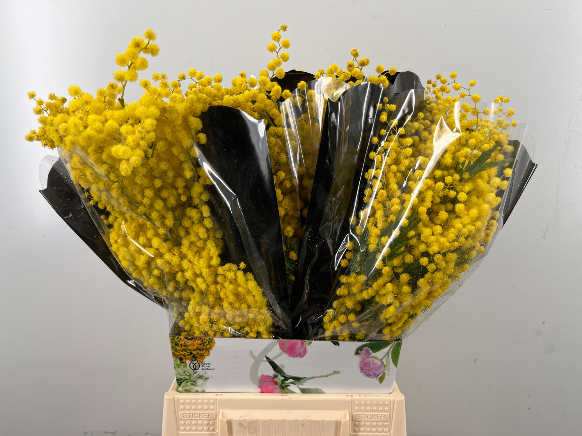 Мимоза Балеана за пучок 60, пуч.