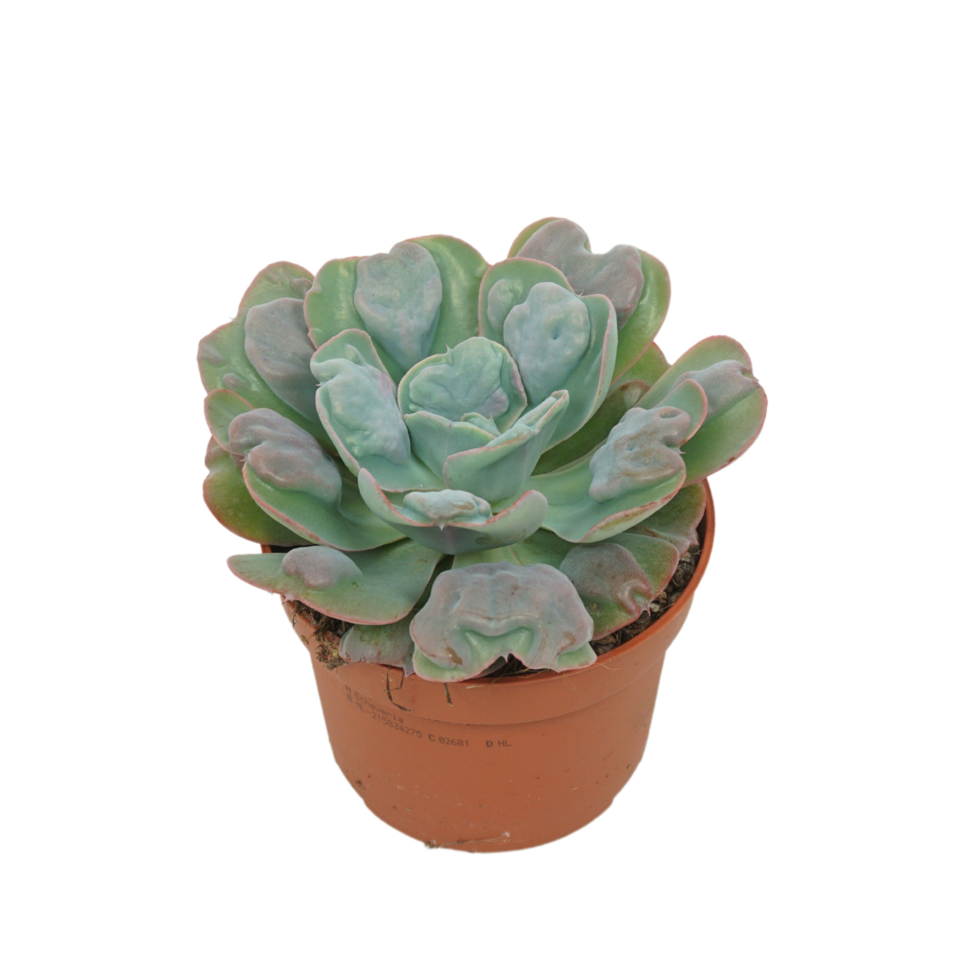 Echeveria blue heart 10,5 cm, D 10,5 cm