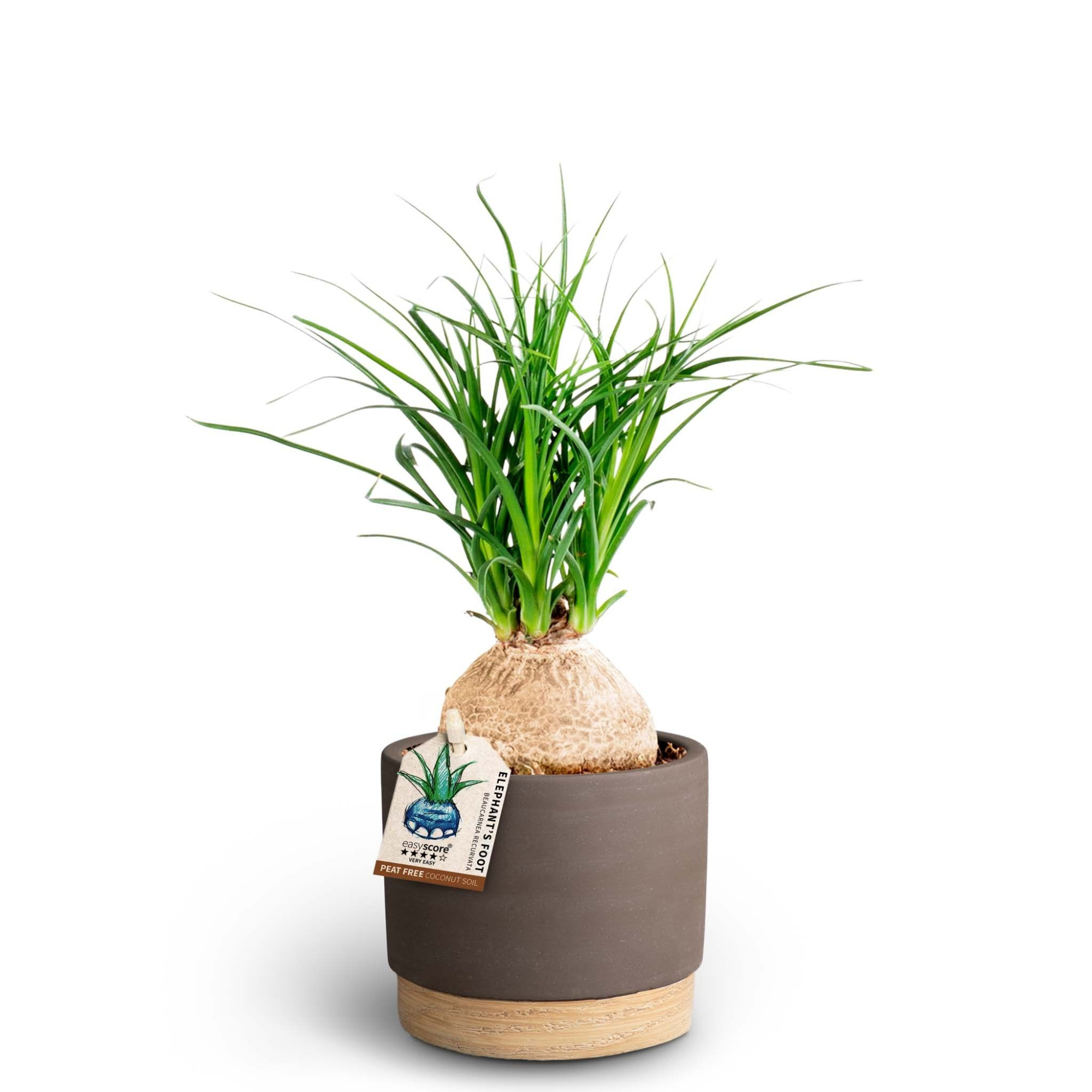 Woodbase Mocca, Beaucarnea, D 10 cm