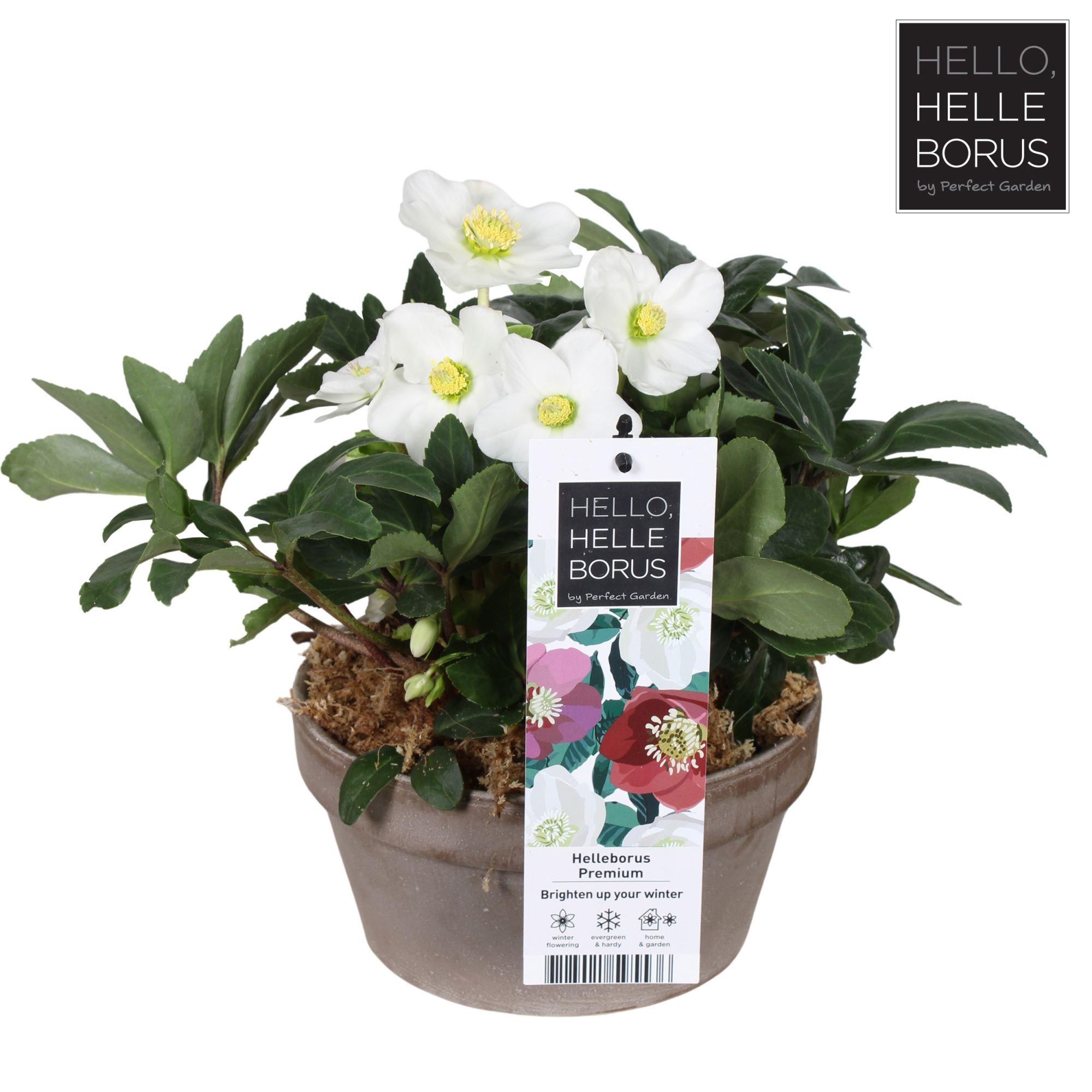 Helleborus niger 'Christmas Carol' P21 (Basalt series schaal), D 21 cm