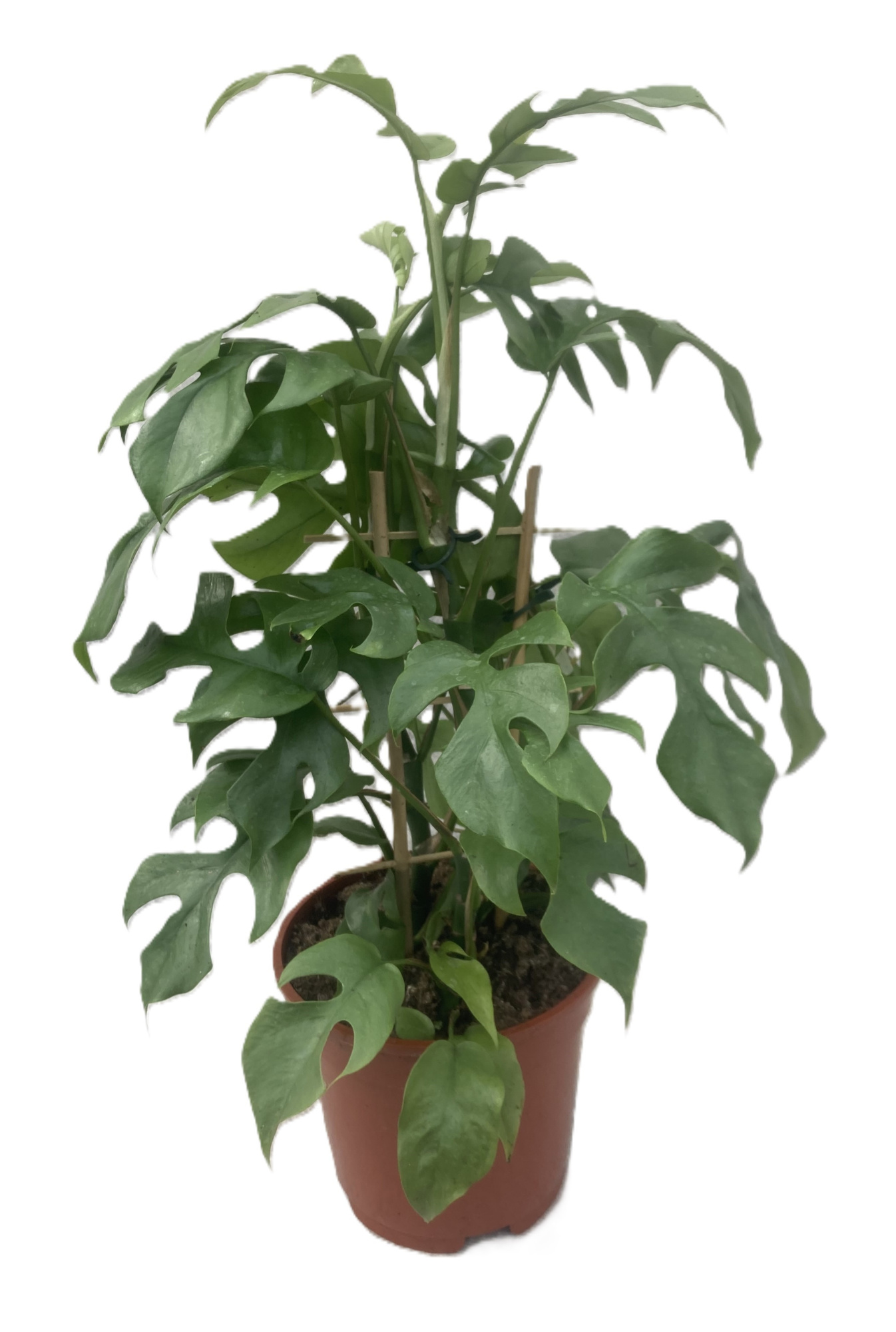PHILODENDRON-HYBRID 'MINIMA', D 17 cm