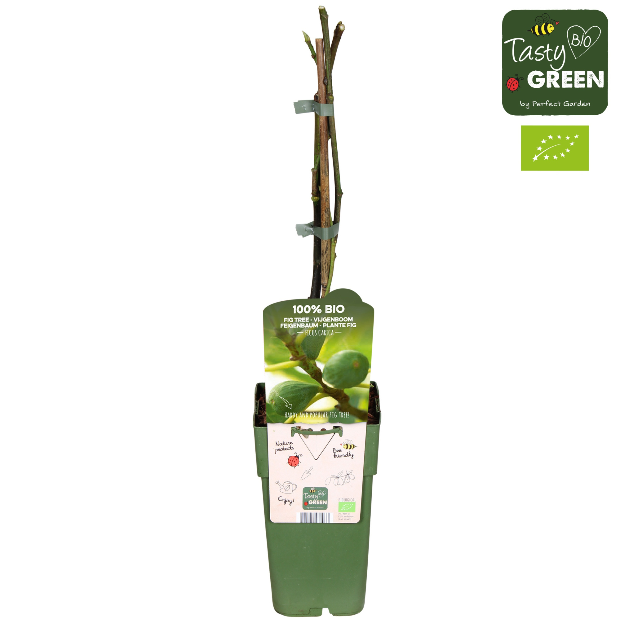 Ficus carica 'Brown Turkey' Bio P15, D 15 cm