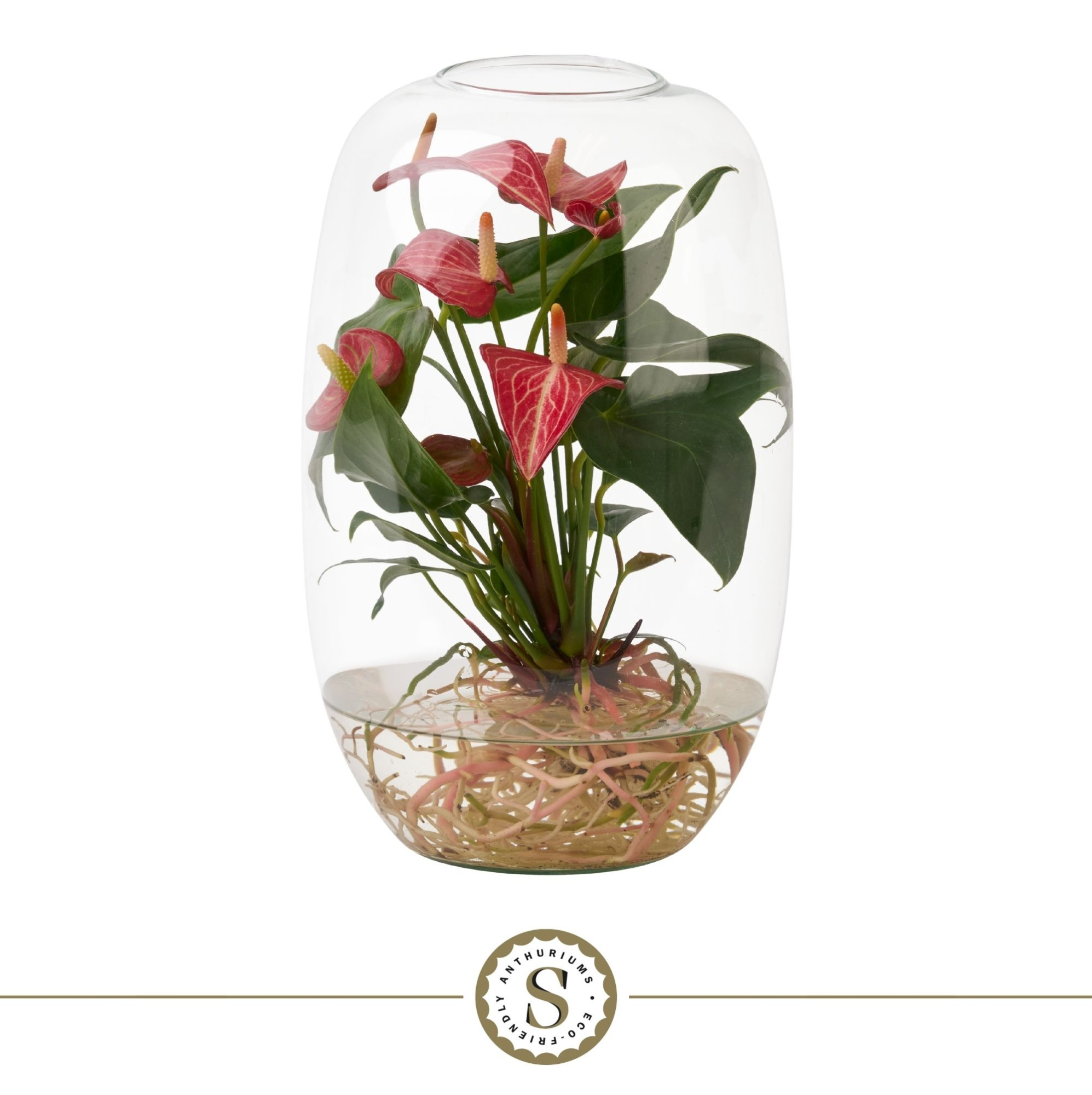 Aqua Roots Atlantis Livium, D 9 cm