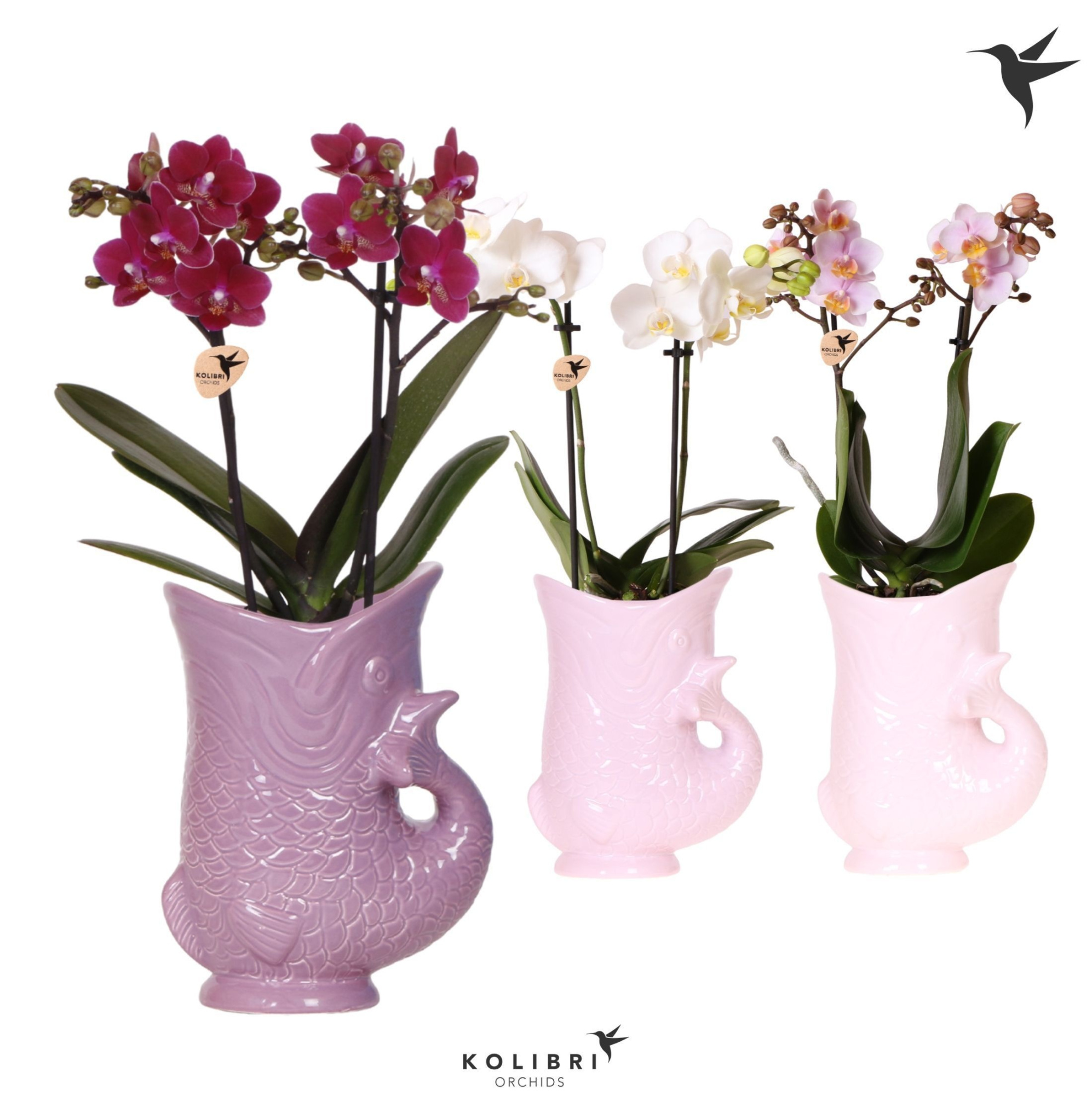 Kolibri Orchids Phalaenopsis mix 2 spike in Fish pot lila mix, D 9 cm