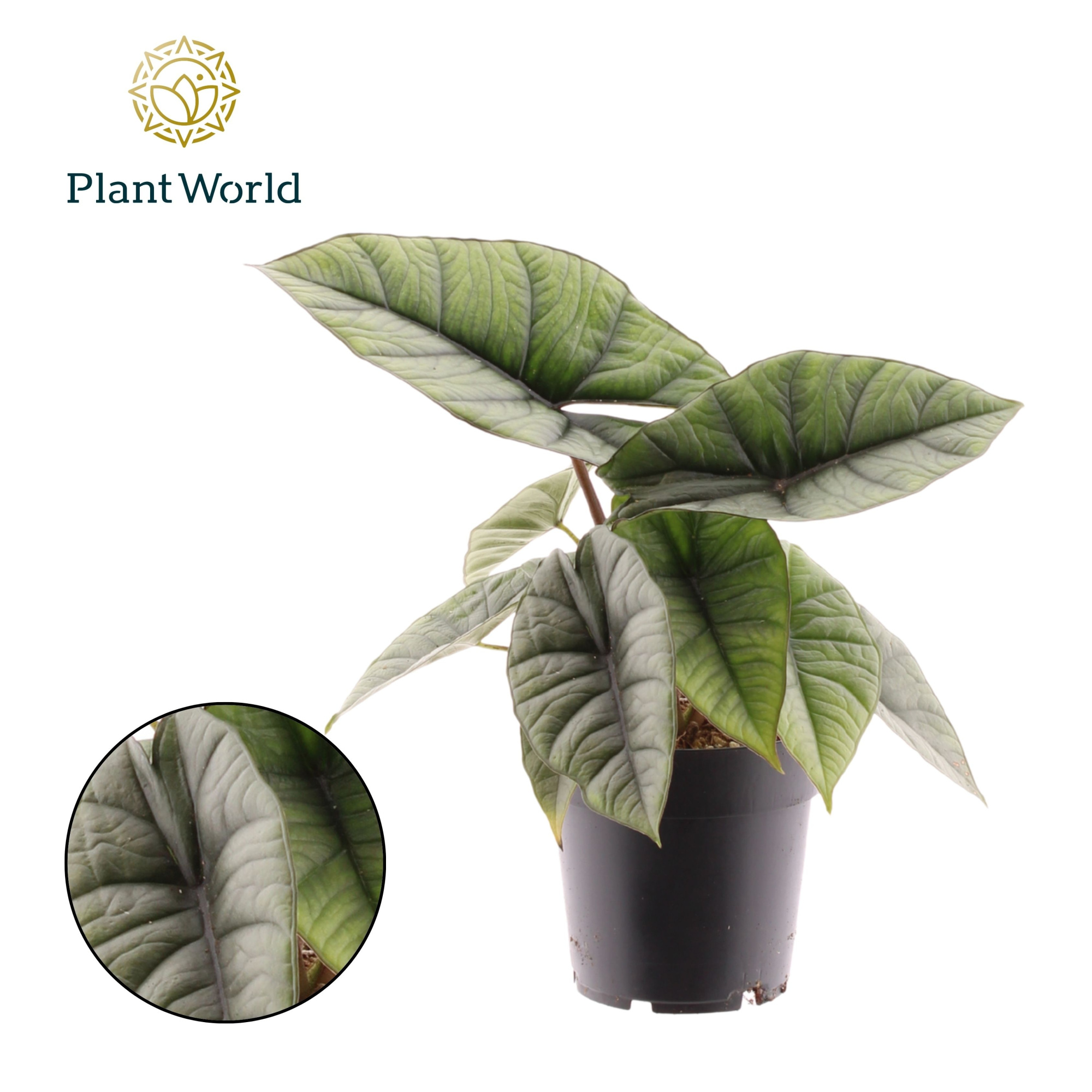Alocasia Platinum, D 14 cm
