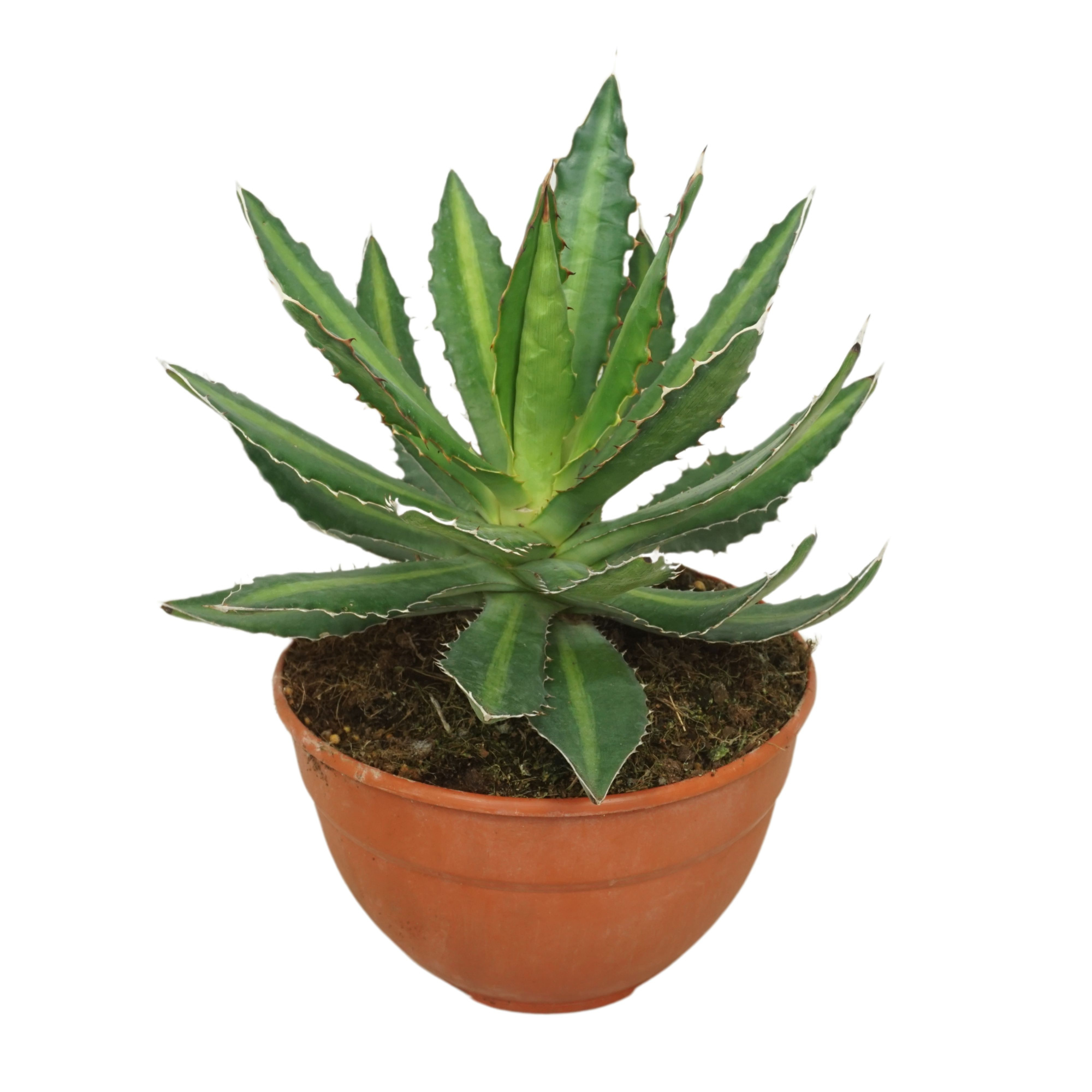Agave lophanta 20 cm, D 20