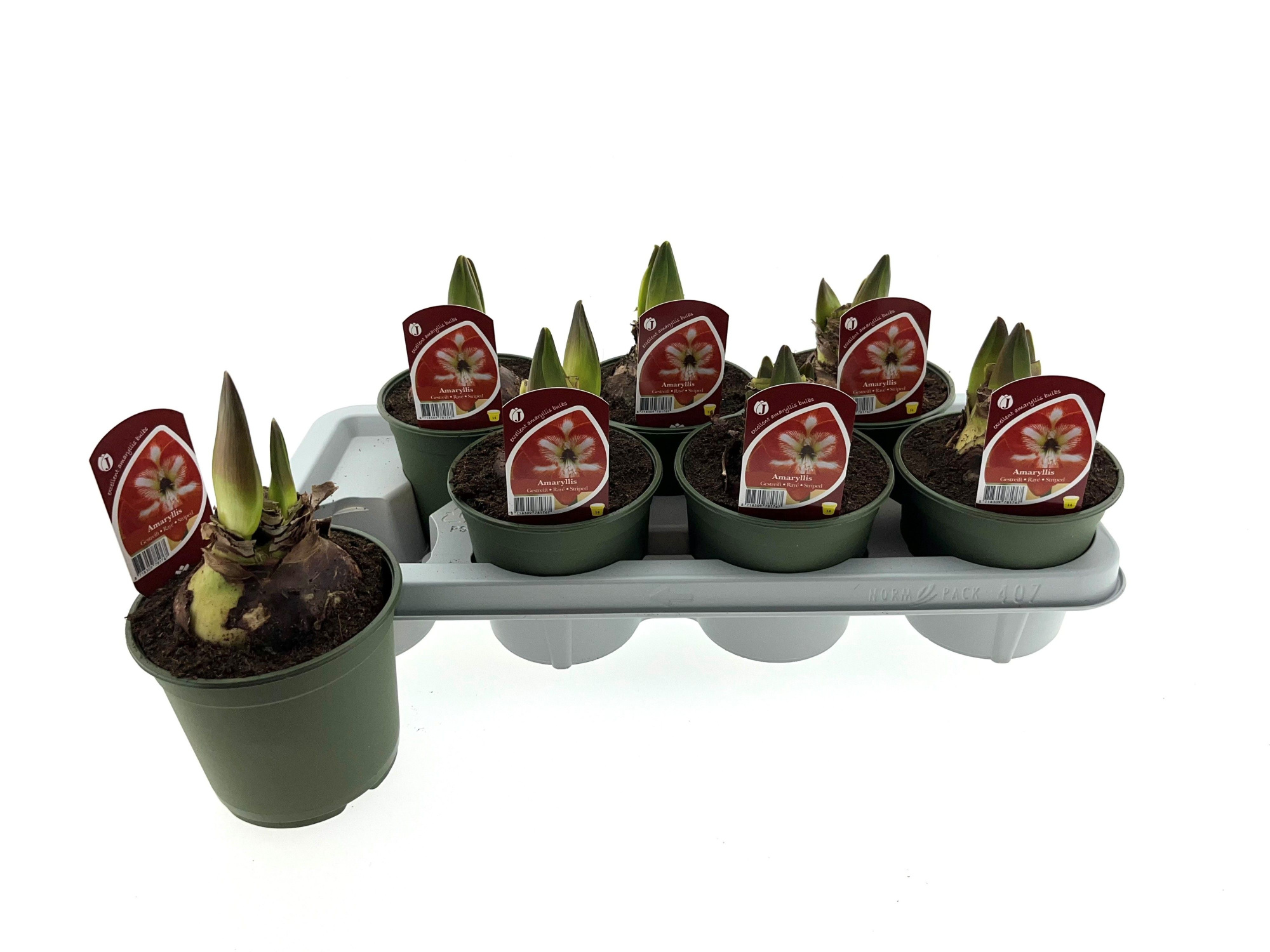 Amaryllis gestreept 14 cm, D 14 cm