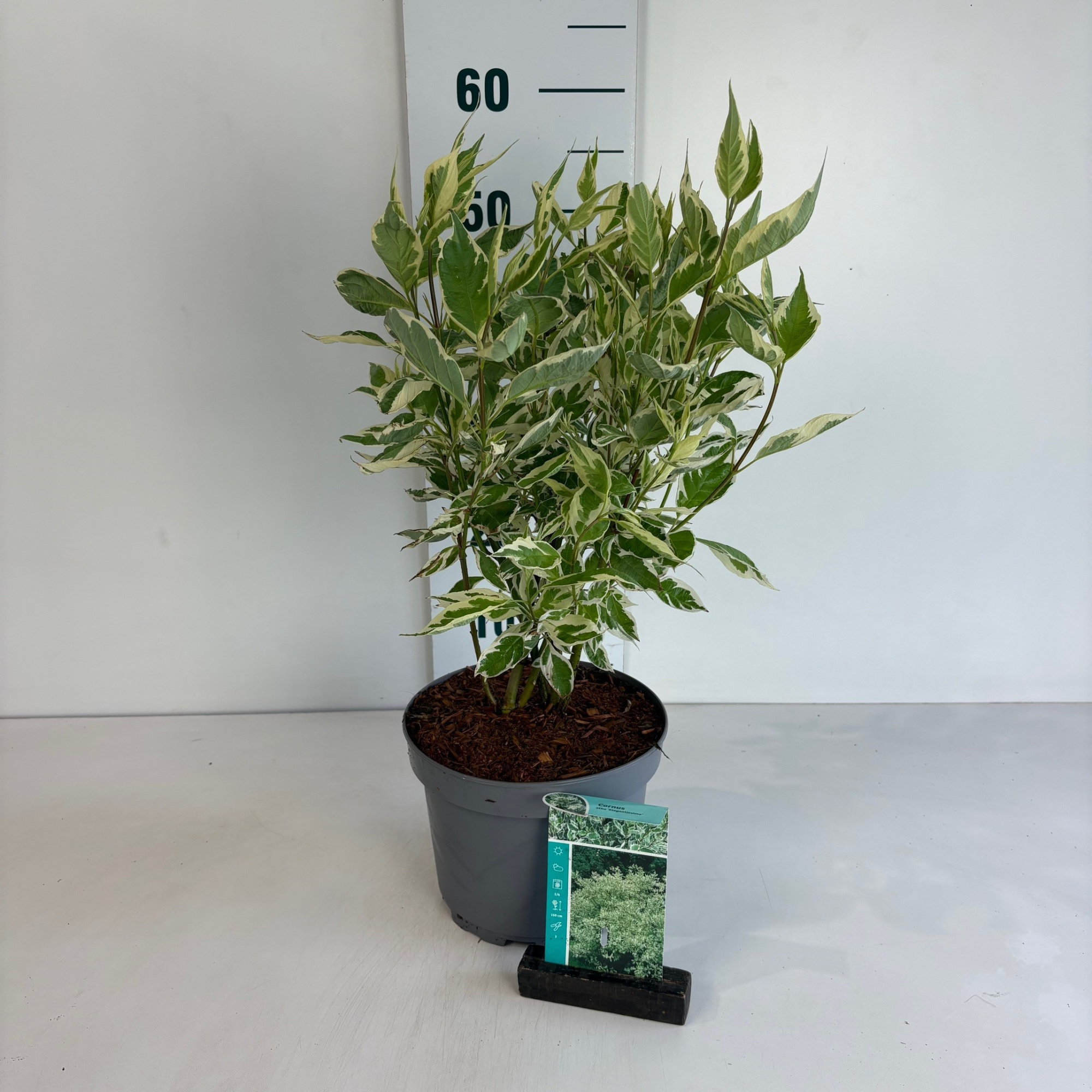 Cornus alba Elegantissima, D 20 cm