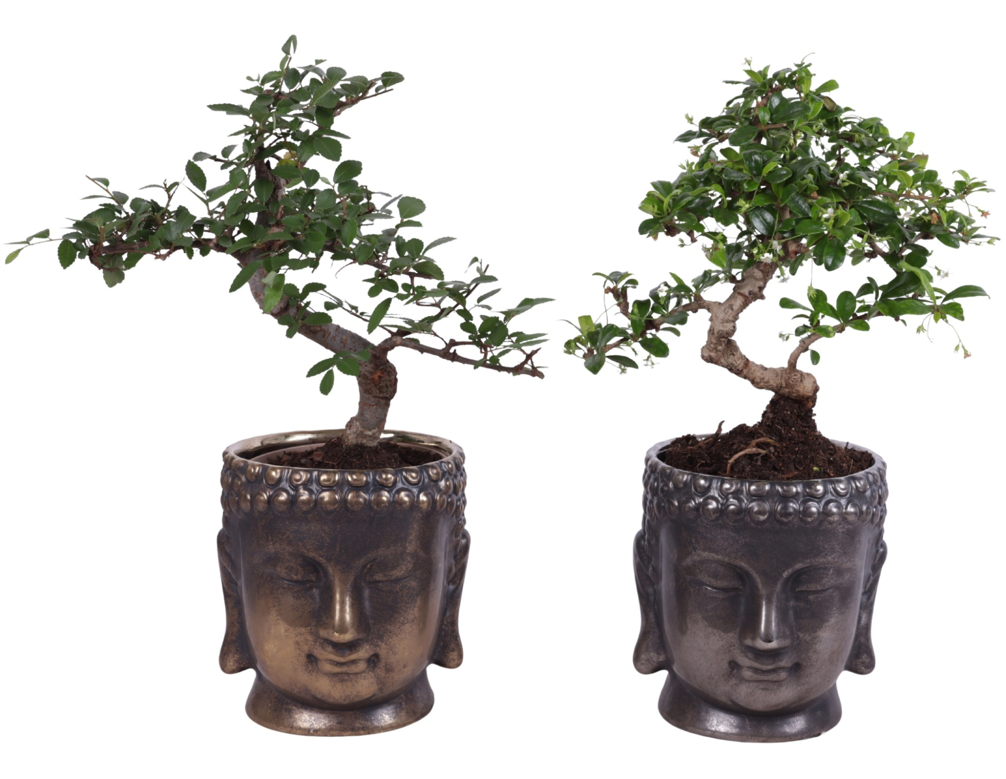 Bonsai Indoor Mix Ø12cm S-Shape in Ceramic Buddha G/S Ø15cm, D 15