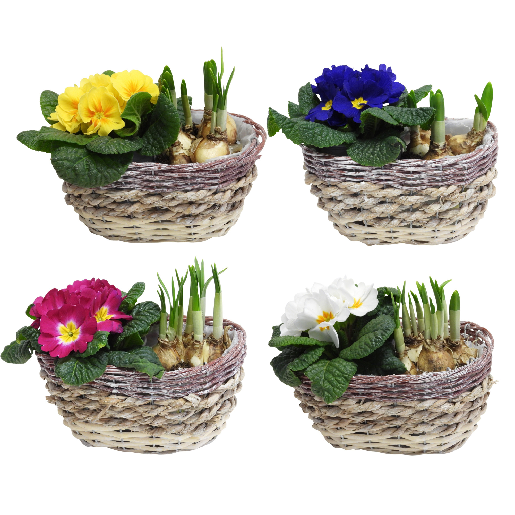 Early Spring Specials Arrangement Narcis Ovaal 21 cm, D 21