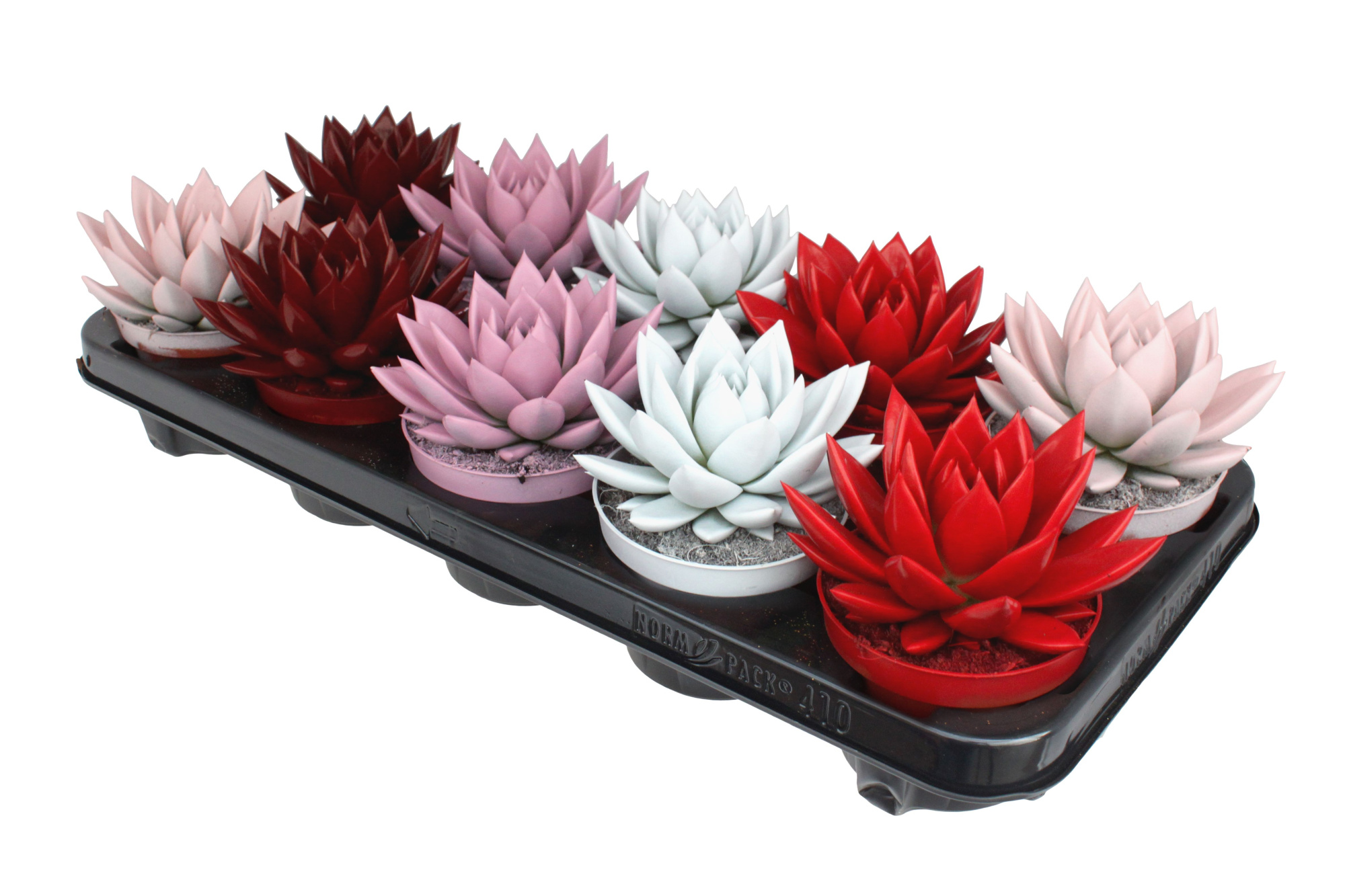 Miranda coloured love mix, D 10,5 cm