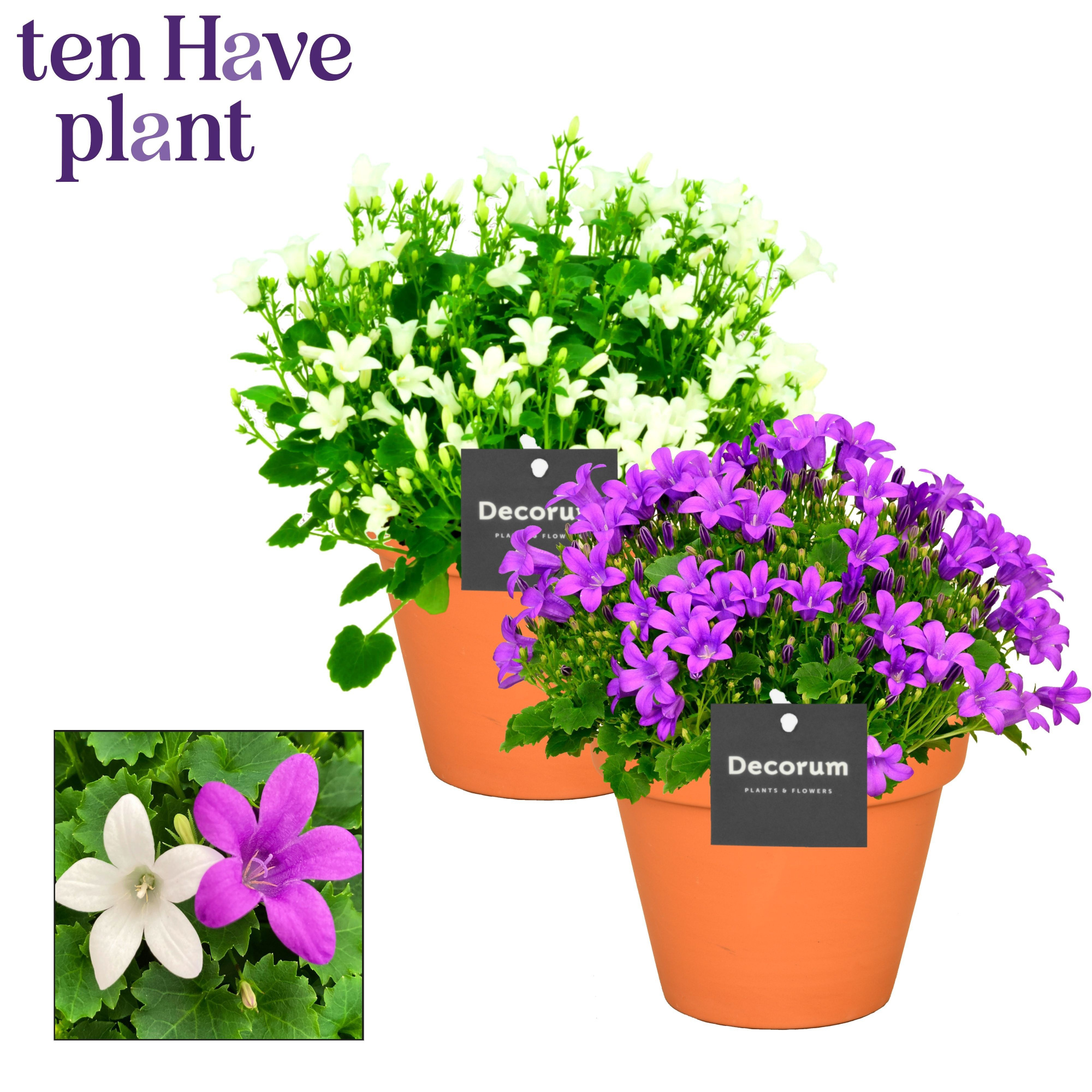 Campanula Porto mix2 Patio Pot Decorum, D 13
