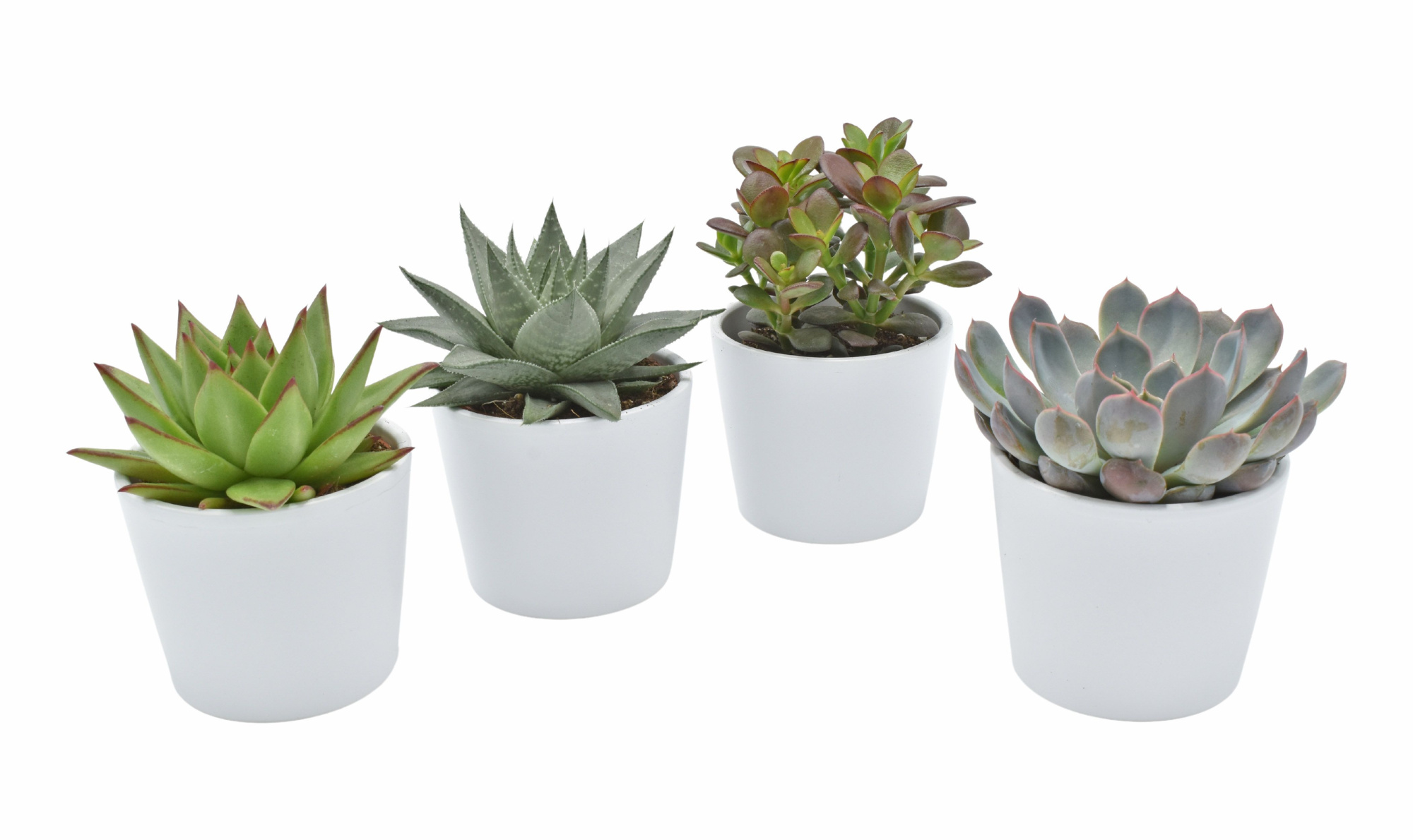 Succulent in Alina ceramics, D 10 cm