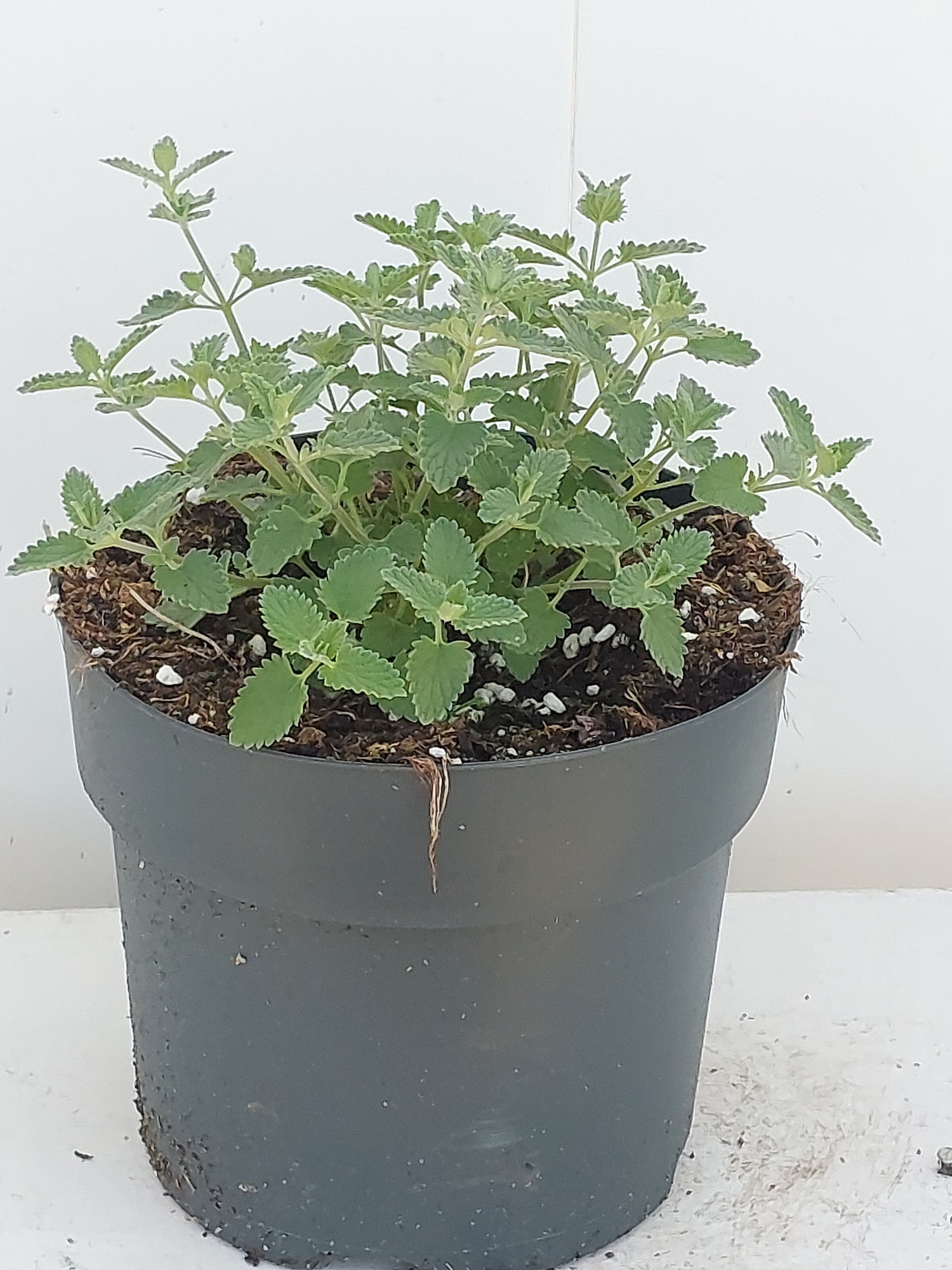 Nepeta Faass. Walkers Low, D 17