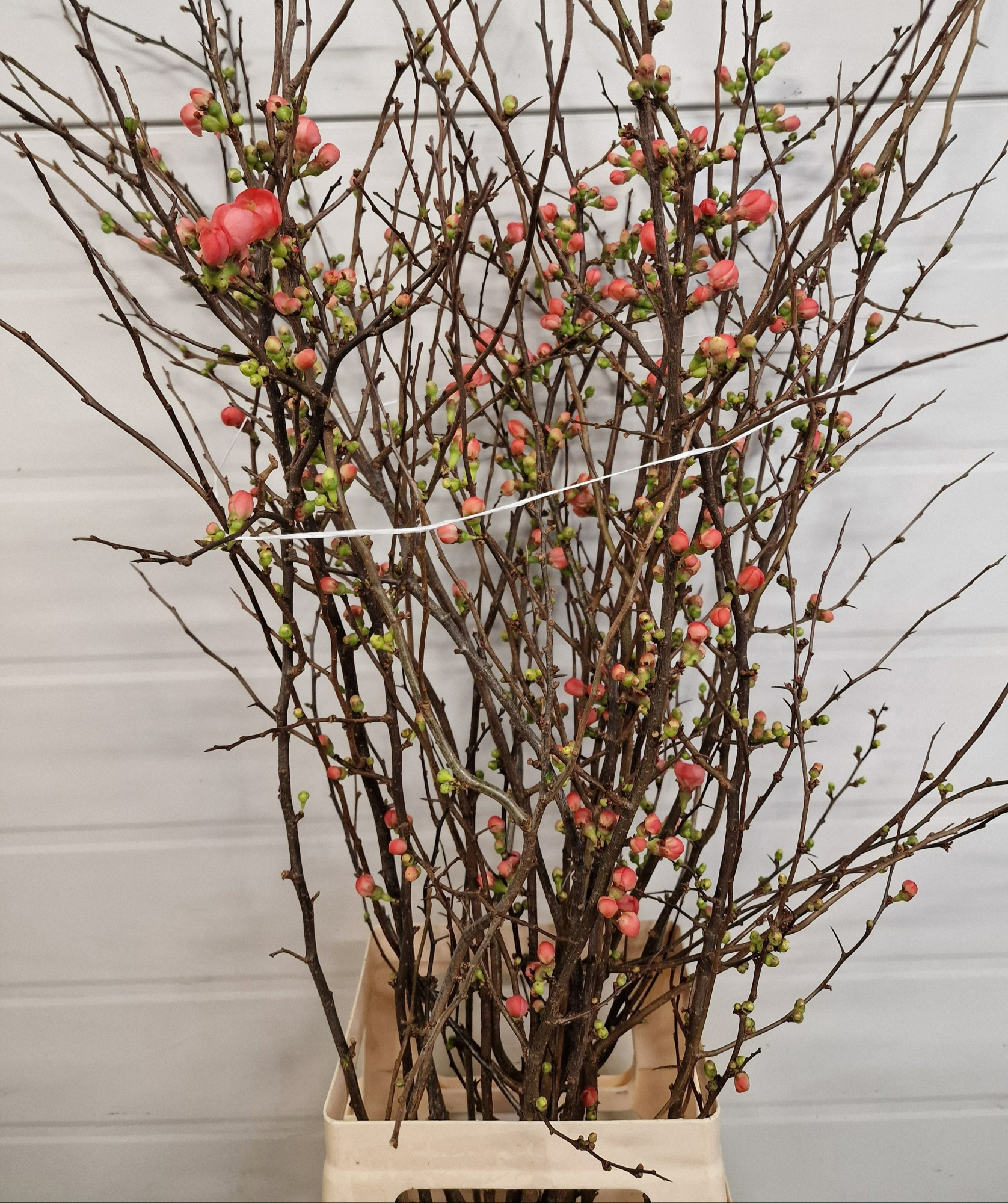 Хаеномелис Японика 90, шт.