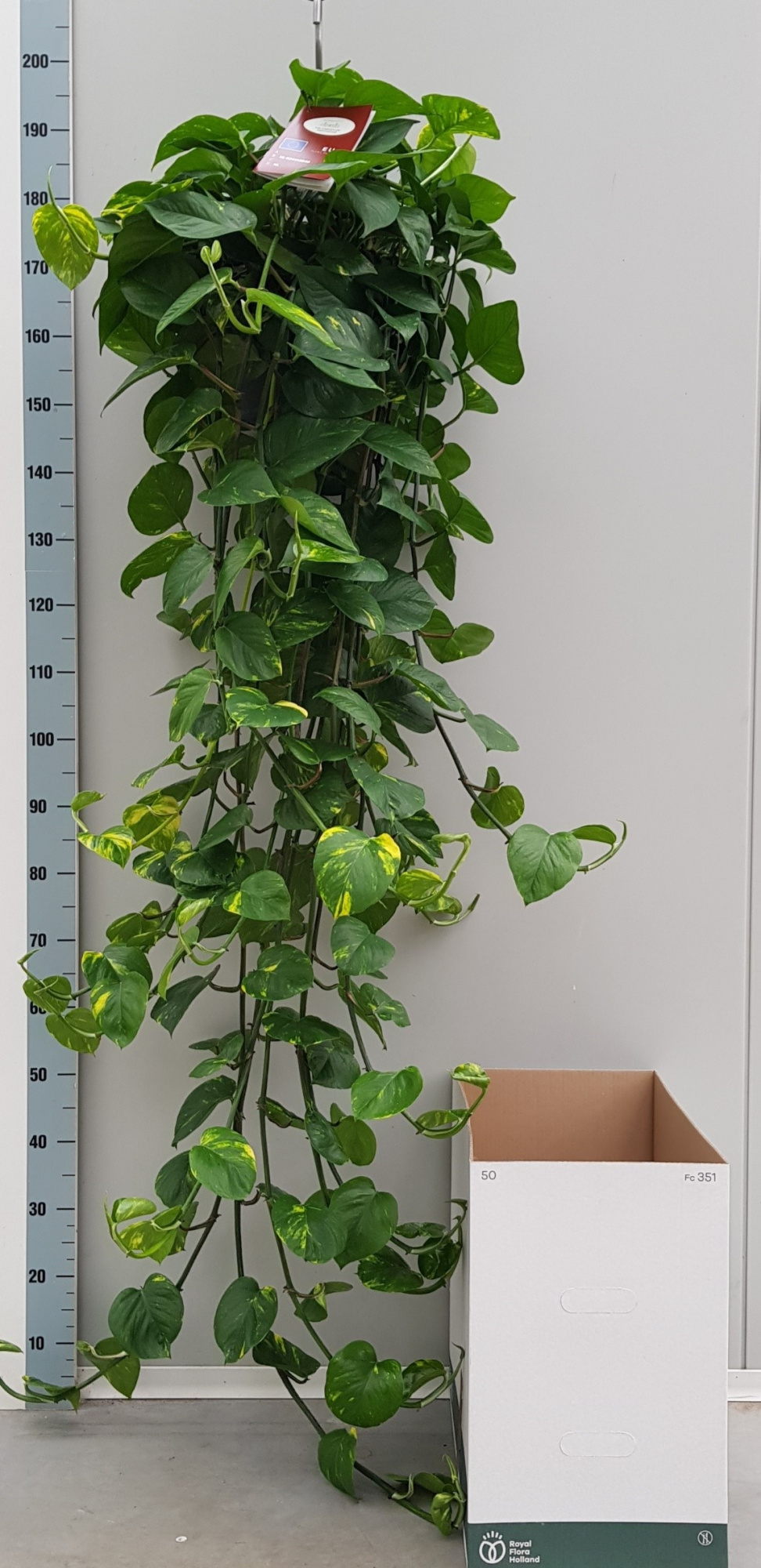 Xl Epipremnum Aureum 25cm, D 25 cm