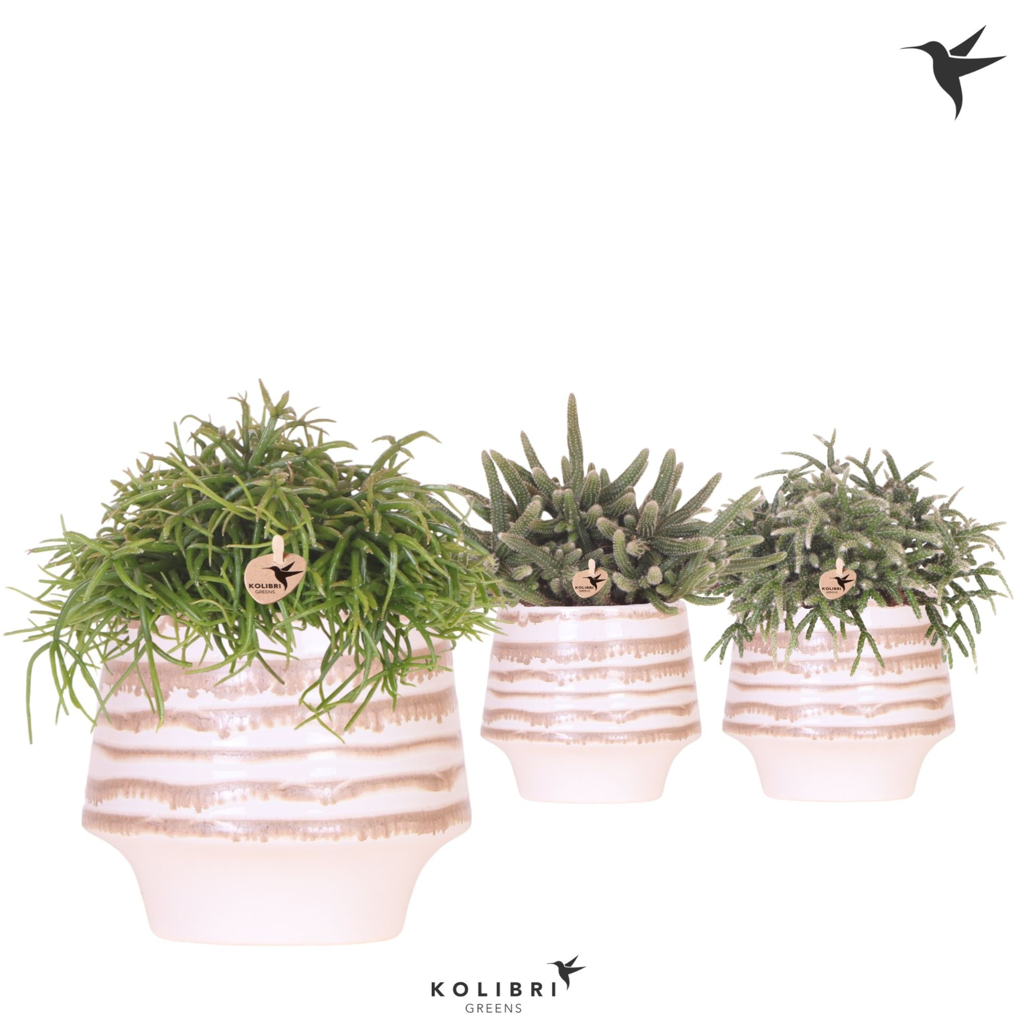 Kolibri Greens Rhipsalis mix in Moonstone pot white, D 12 cm