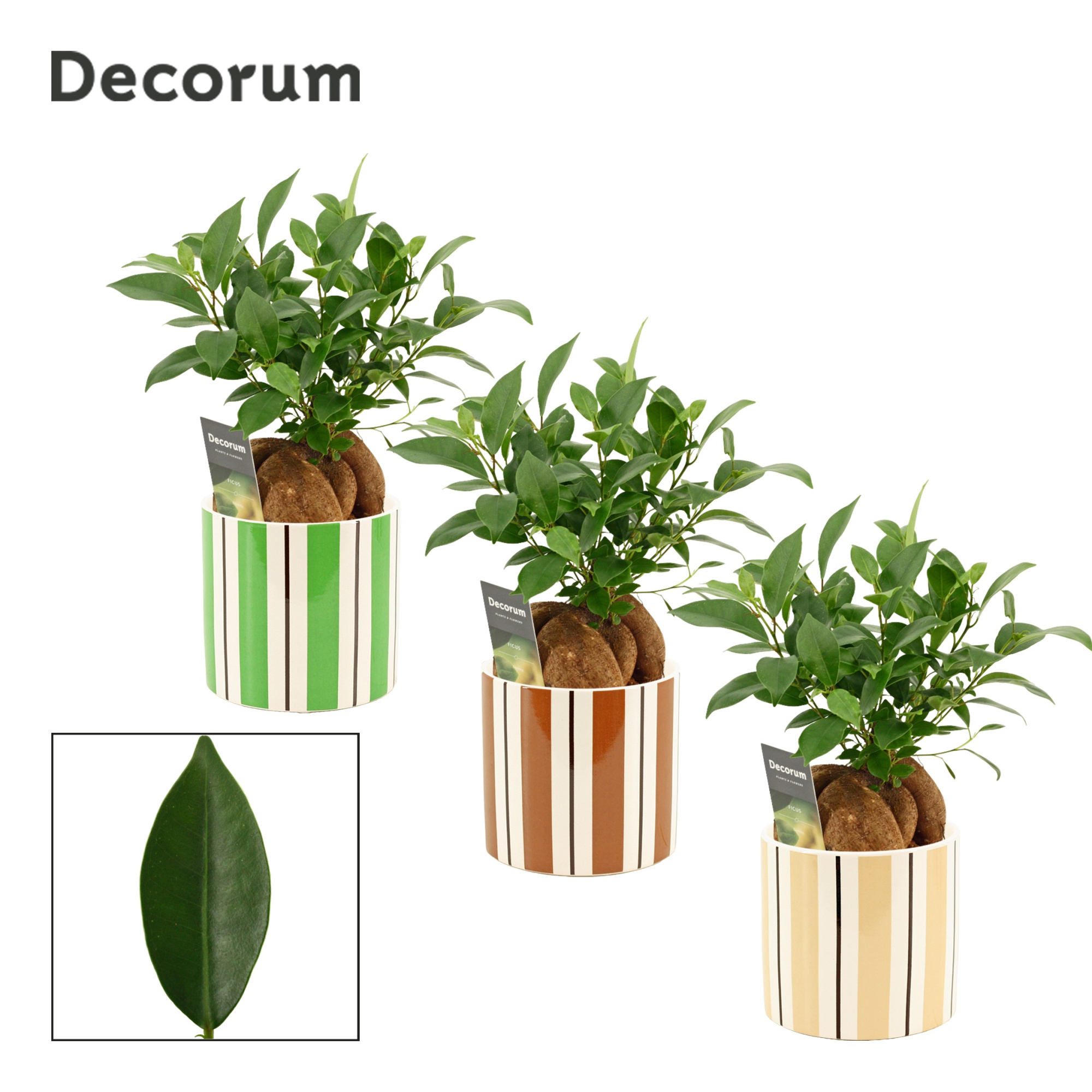 Ficus Ginseng 12 cm Retusa in Beau (Natural bubble-collection), D 12 cm
