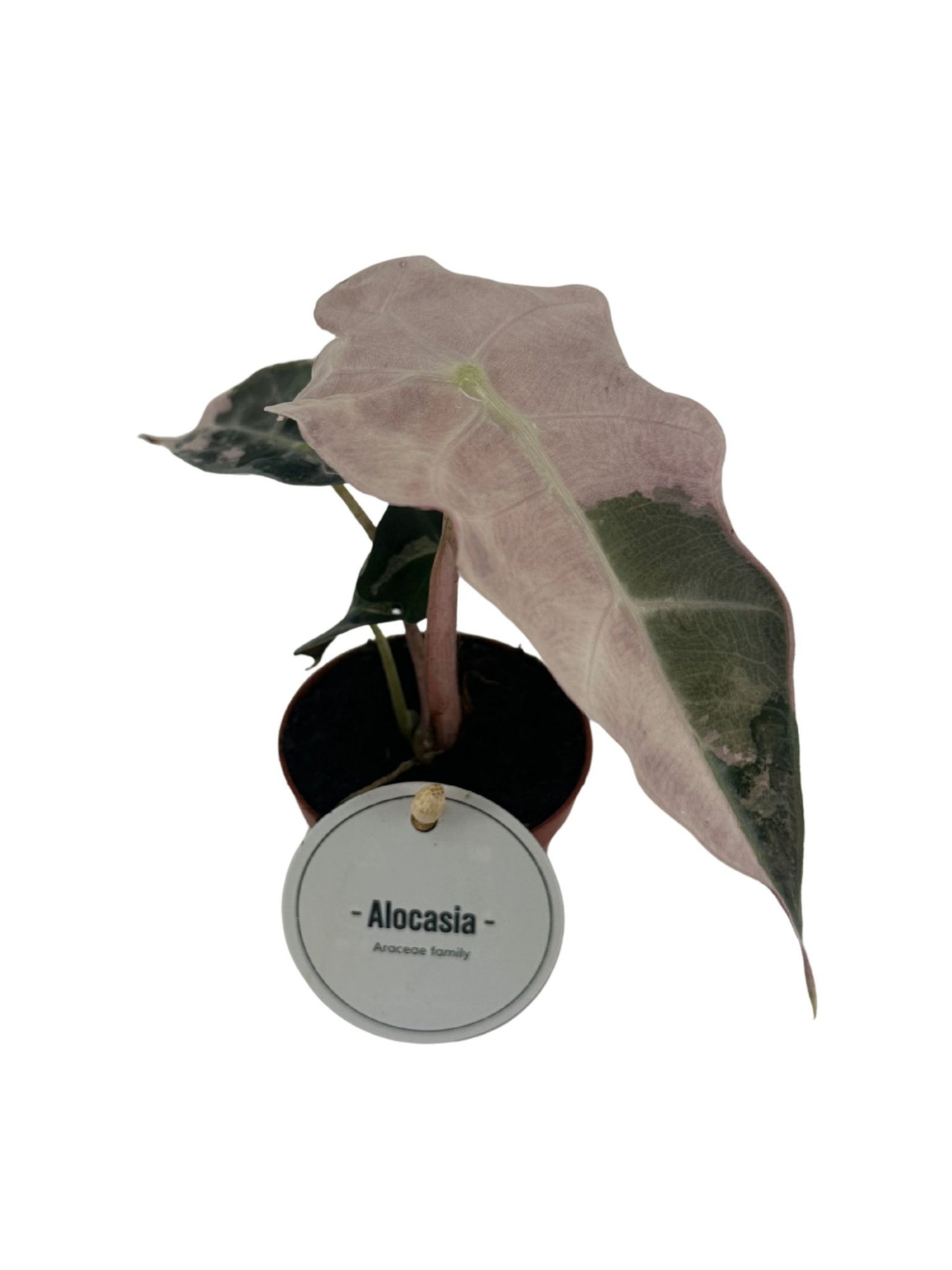 Alocasia Amazonica Polly Variegata, D 6