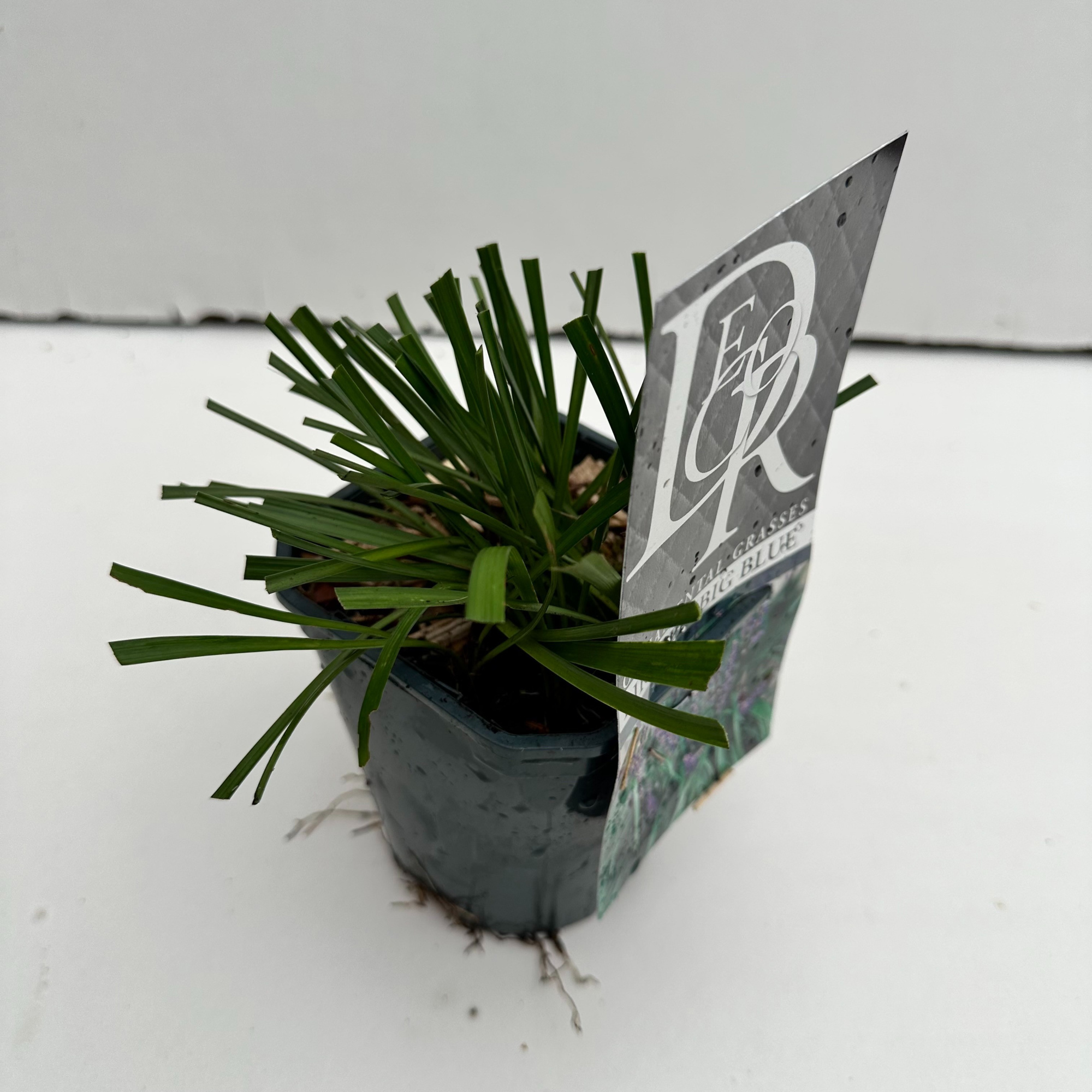 Liriope 'Big Blue', D 13