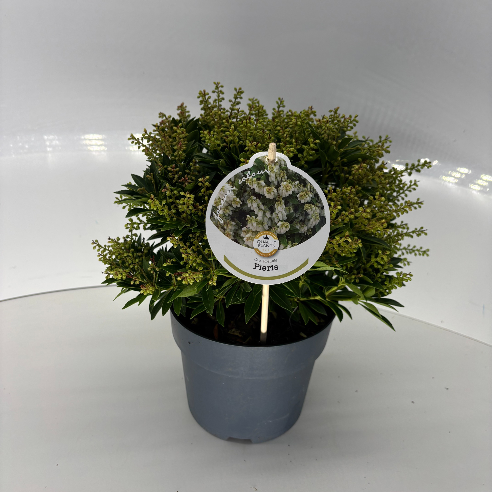 Pieris jap. Prelude, D 17