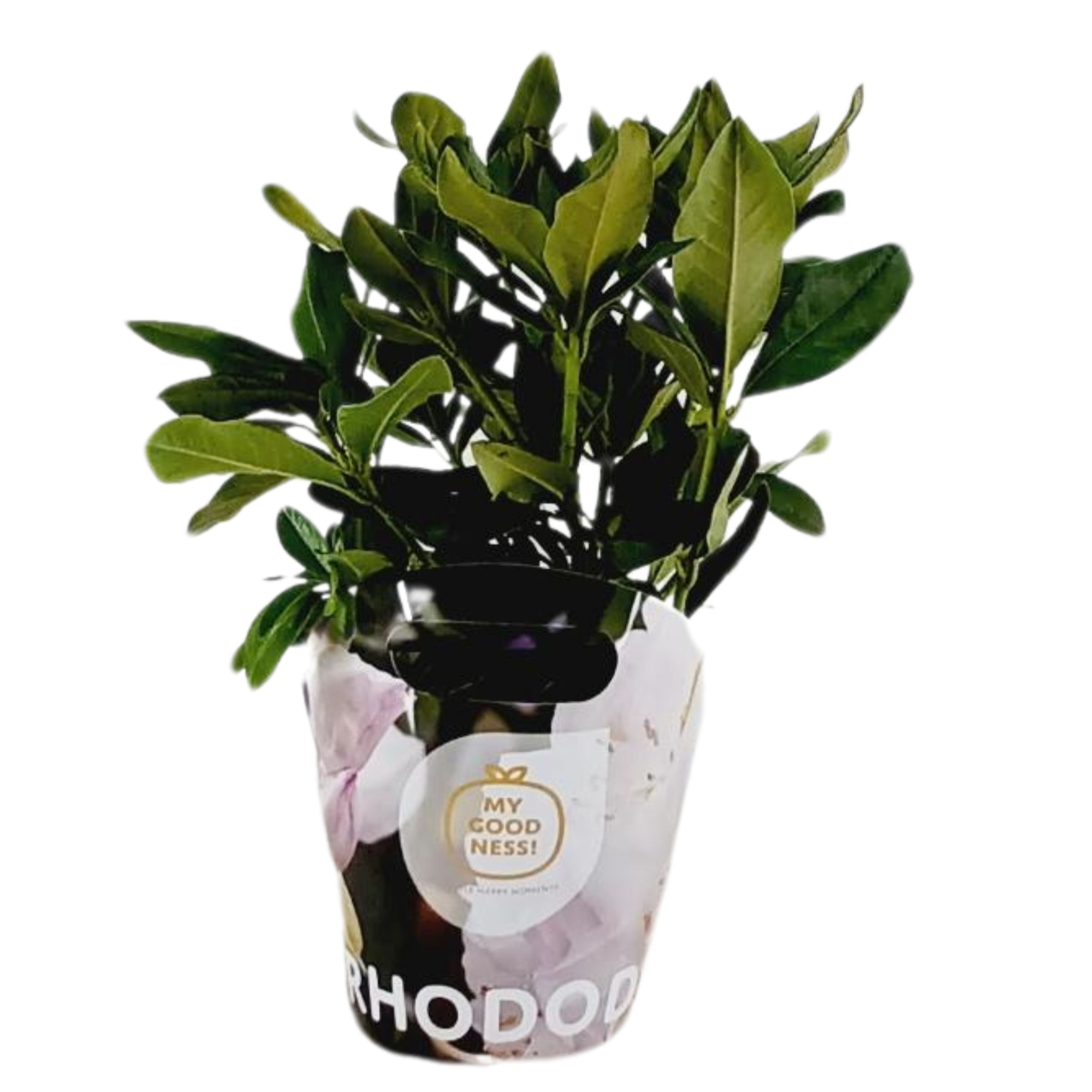 Rhododendron 30-35 /2 liter 'Wit' met potcover, D 17 cm