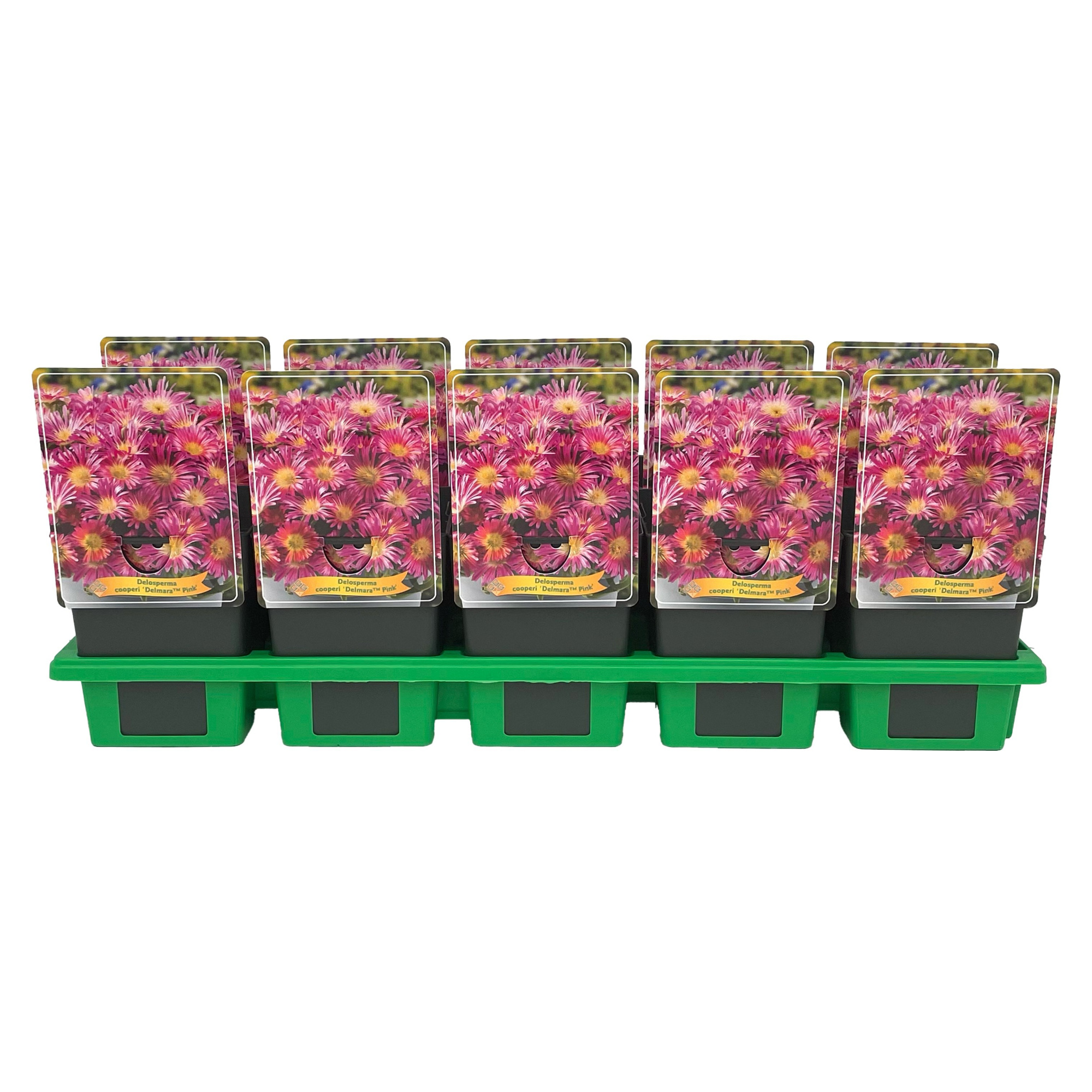 Delosperma cooperi Delmara 'Pink' P11, D 11