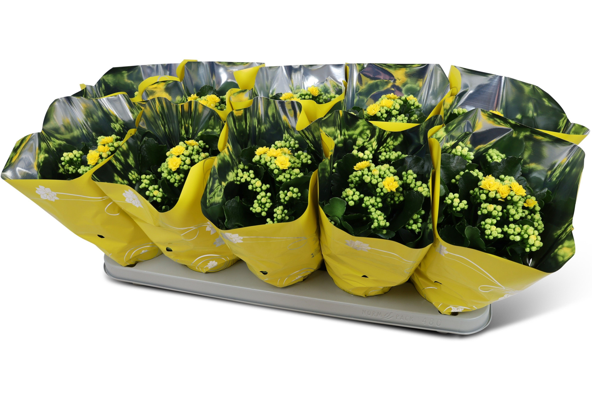 Kalanchoë Perfecta Yellow Premium hoes, D 12 cm