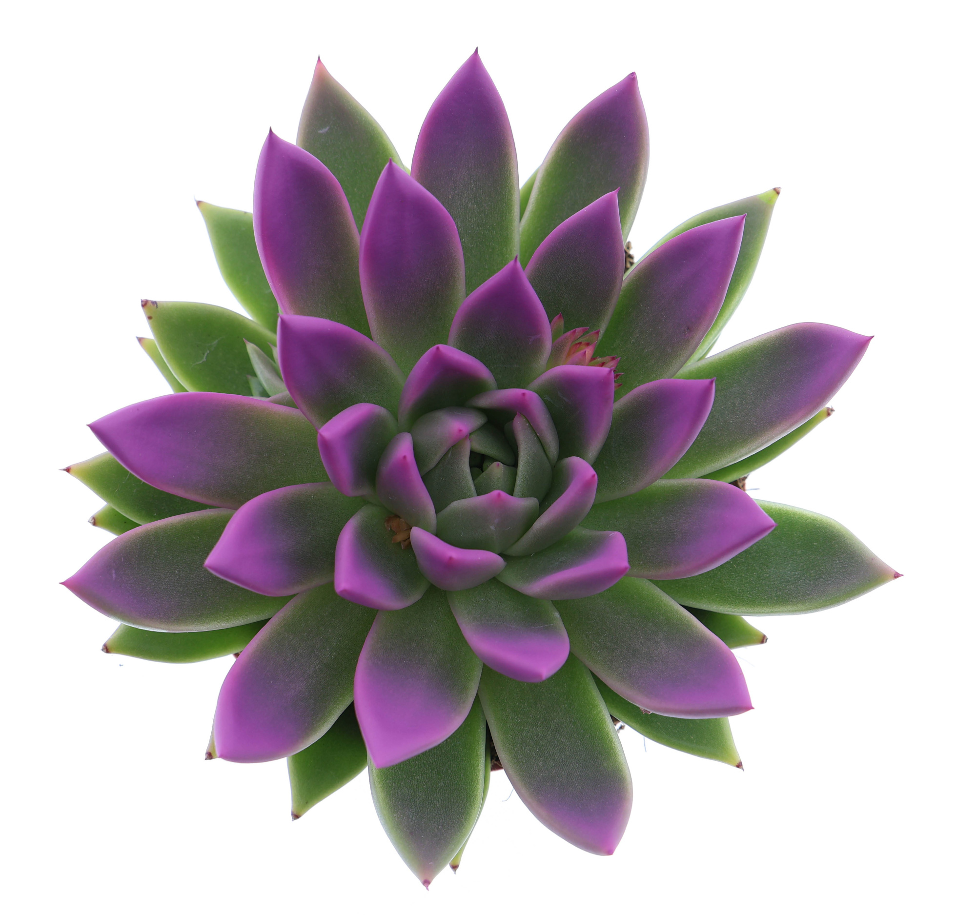 Miranda tips fuchsia, D 12 cm