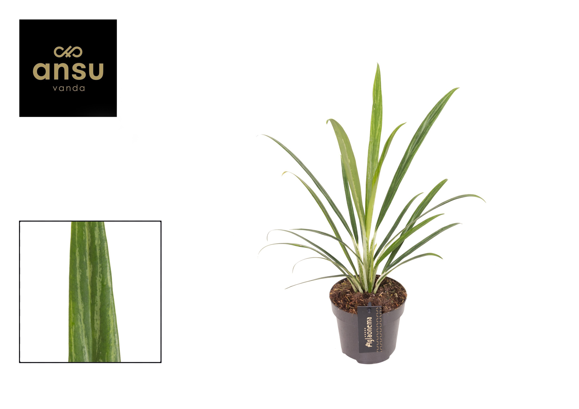 Aglaonema Forest Grass, D 12 cm