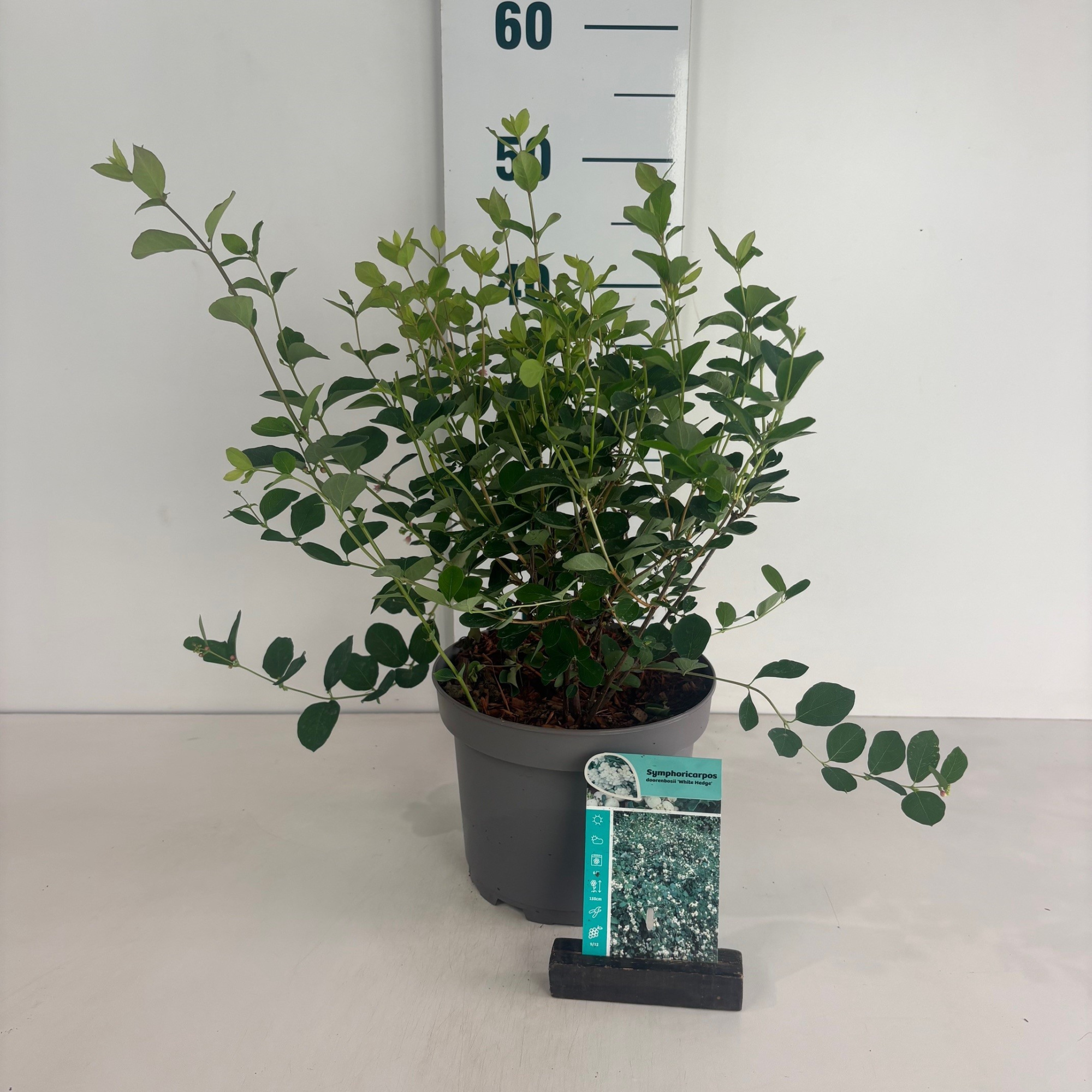 Symphoricarpos doorenbosii White Hedge, D 20 cm